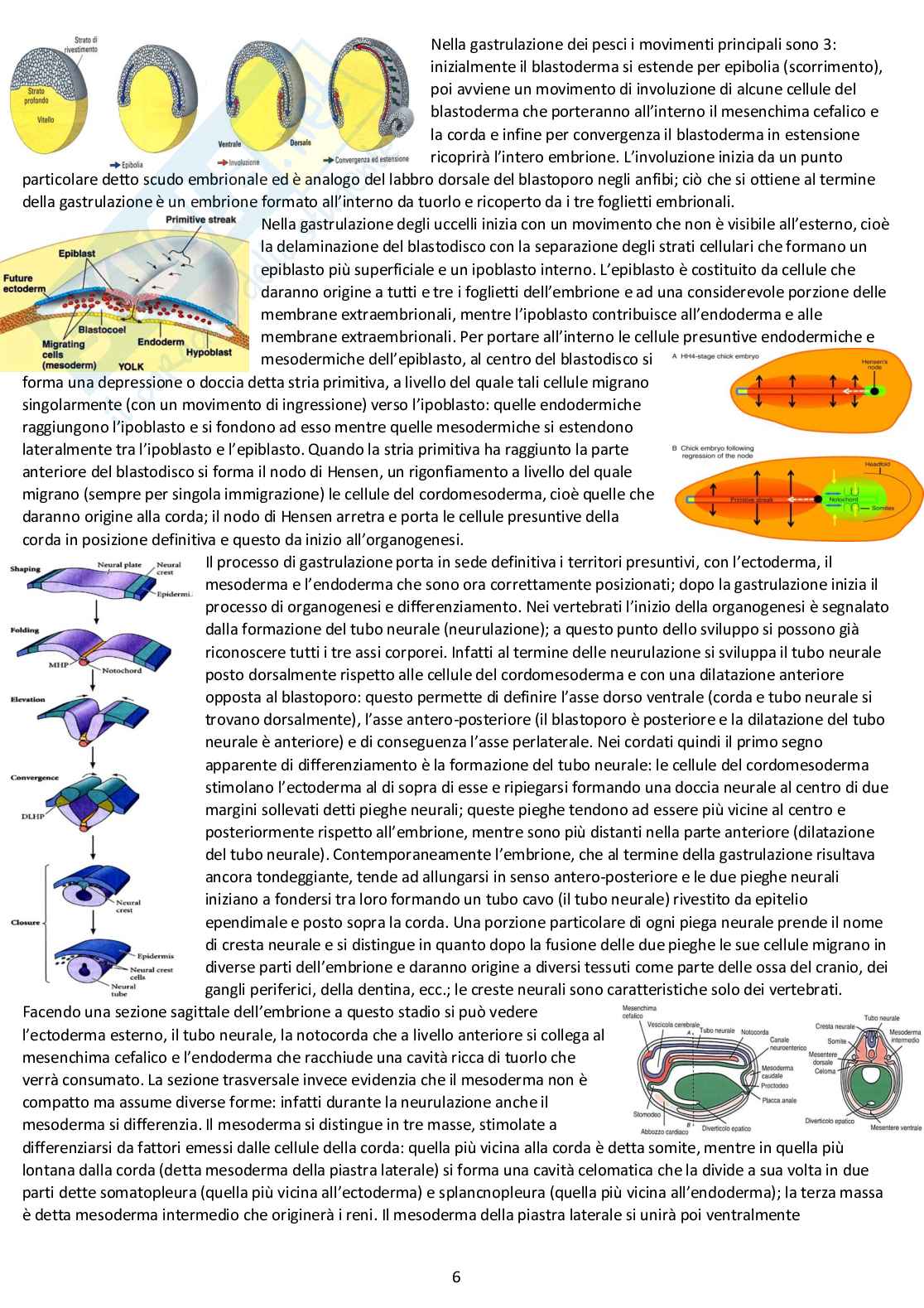 Anatomia comparata: appunti completi d'esame Pag. 6