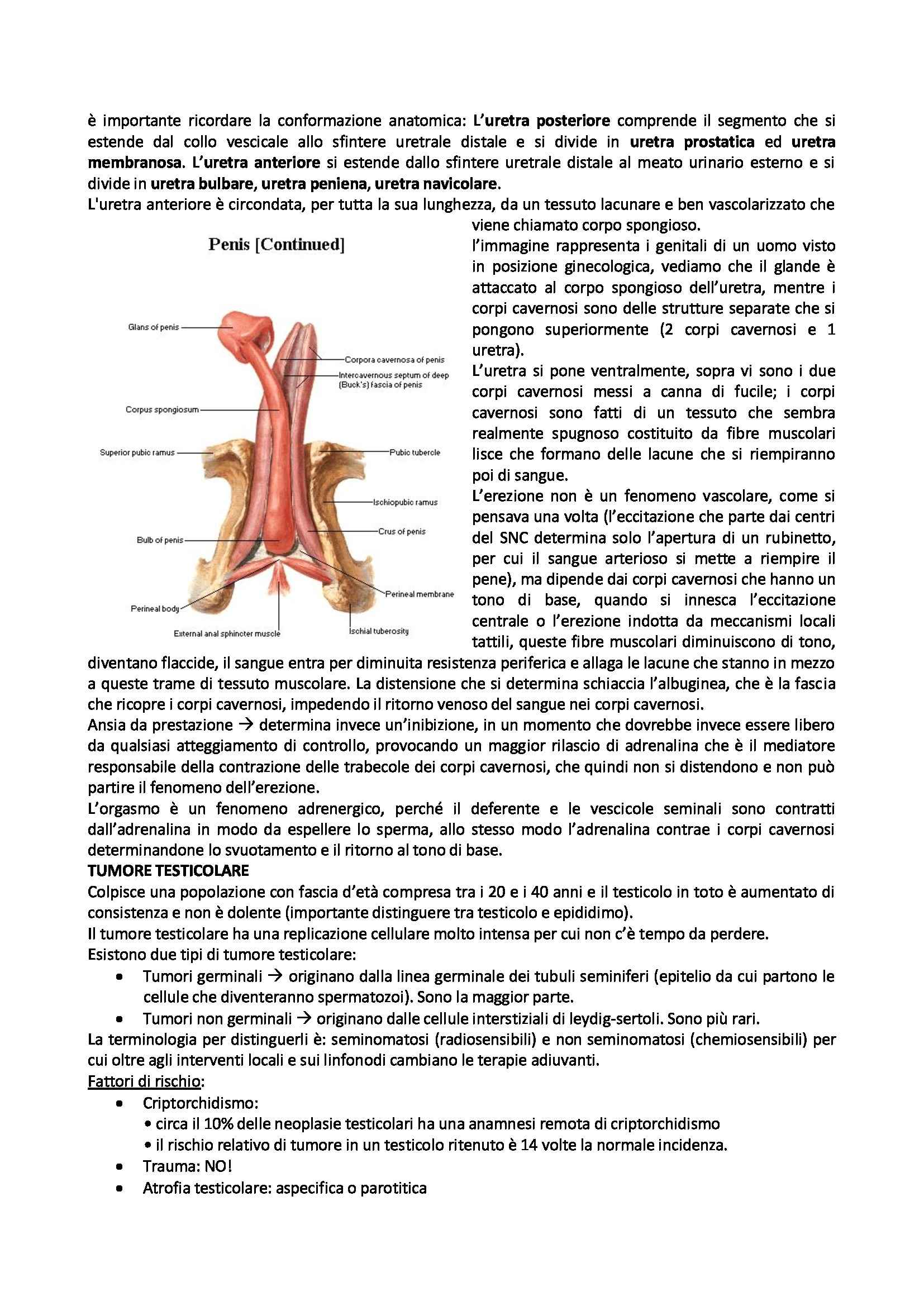 Semeiotica e sistematica - tumore della prostata Pag. 6