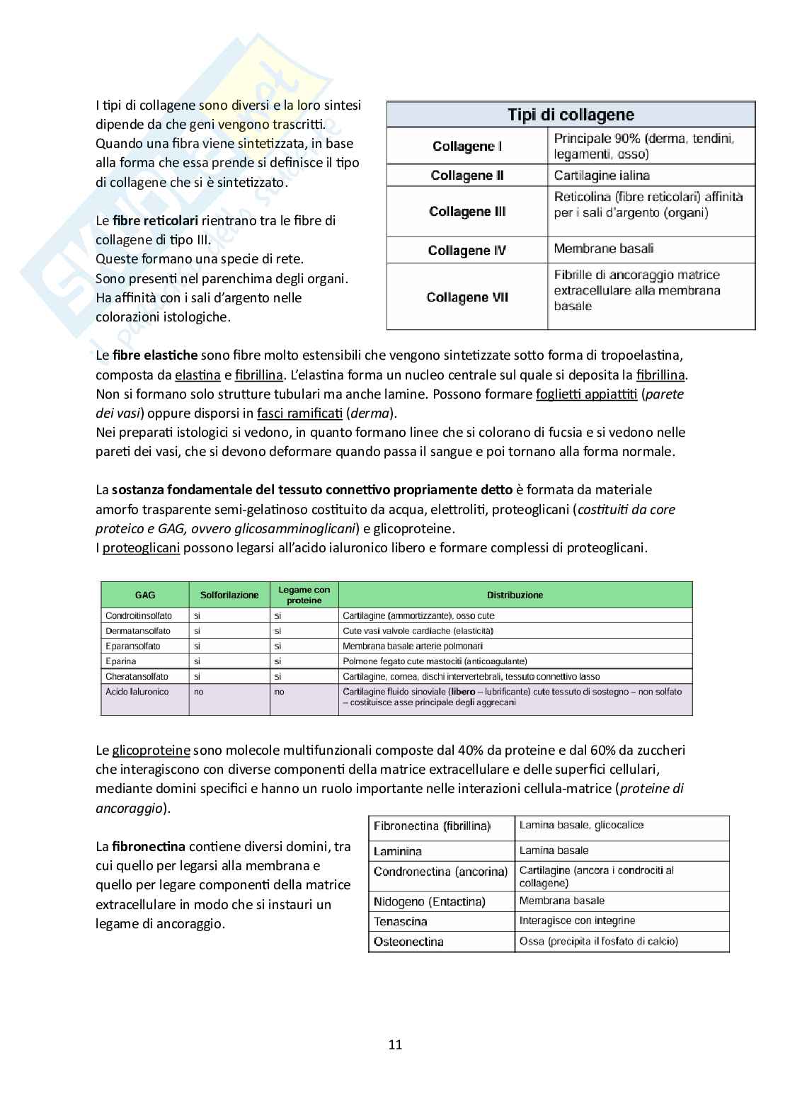 Elementi di Anatomia - Parte 1 Pag. 11