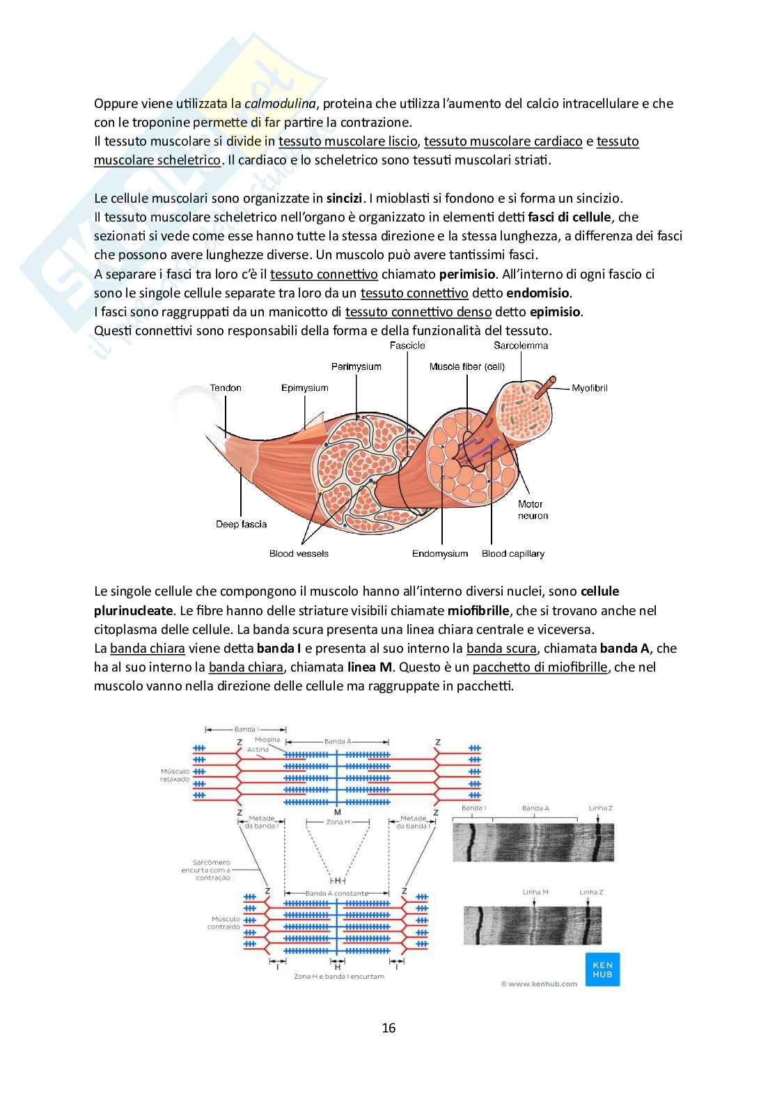 Elementi di Anatomia - Parte 1 Pag. 16