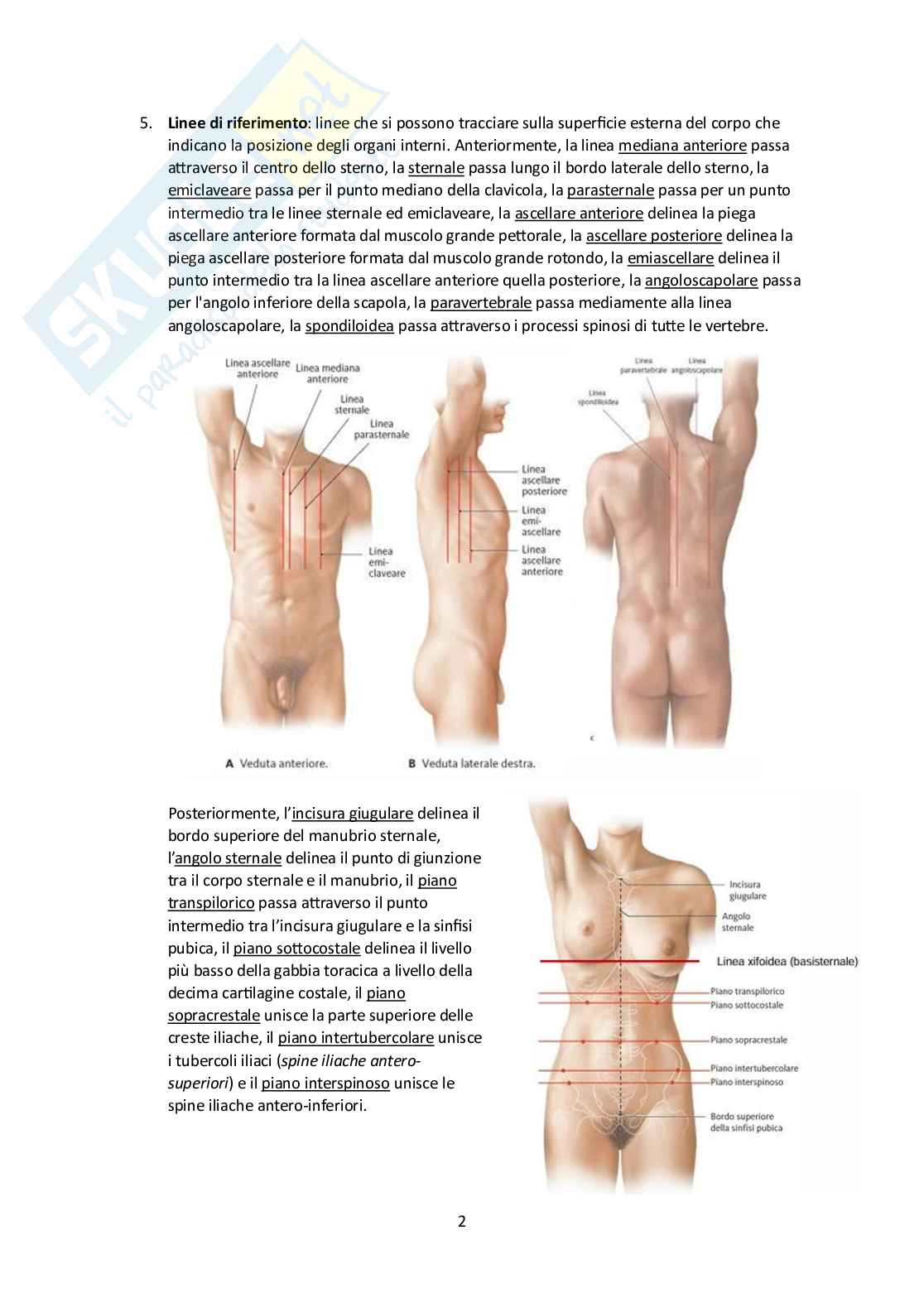 Elementi di Anatomia - Parte 1 Pag. 2