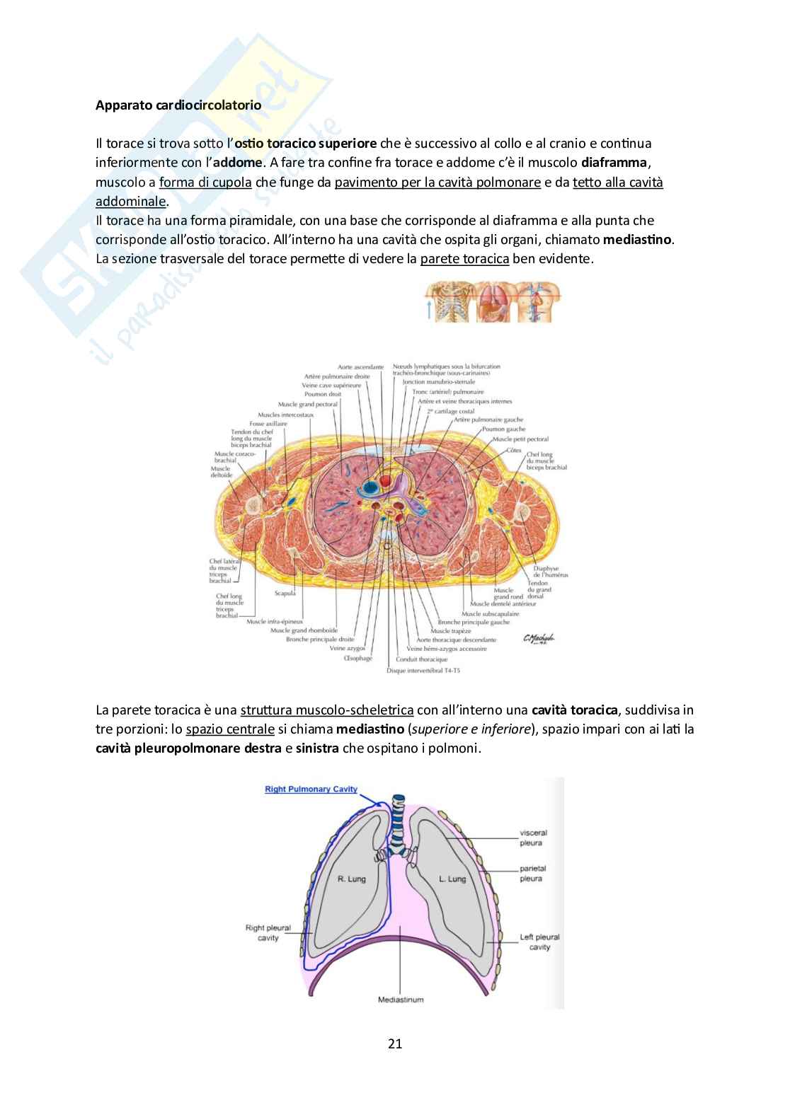 Elementi di Anatomia - Parte 1 Pag. 21