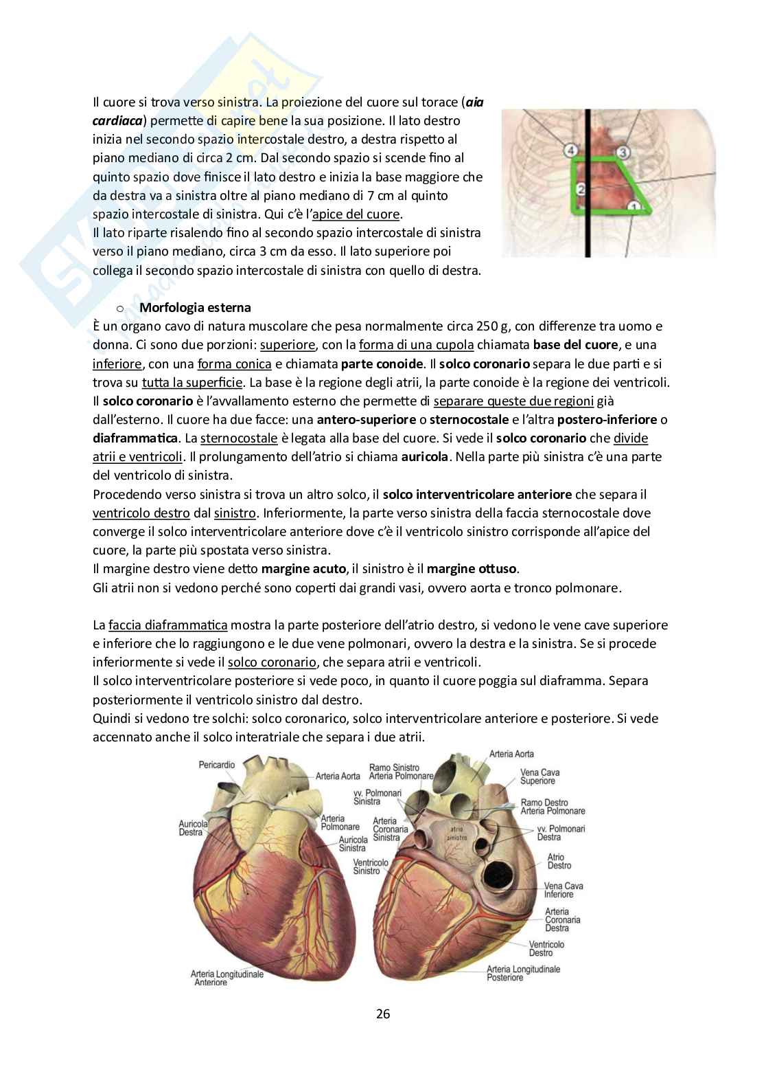 Elementi di Anatomia - Parte 1 Pag. 26