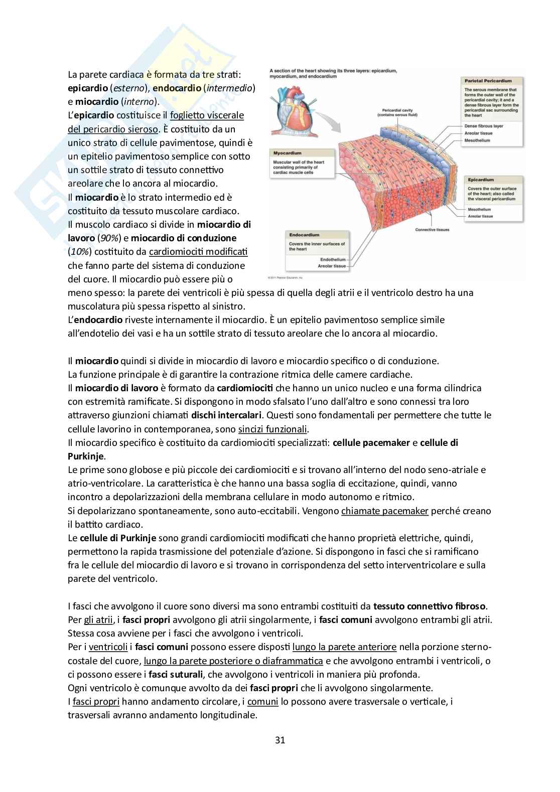 Elementi di Anatomia - Parte 1 Pag. 31