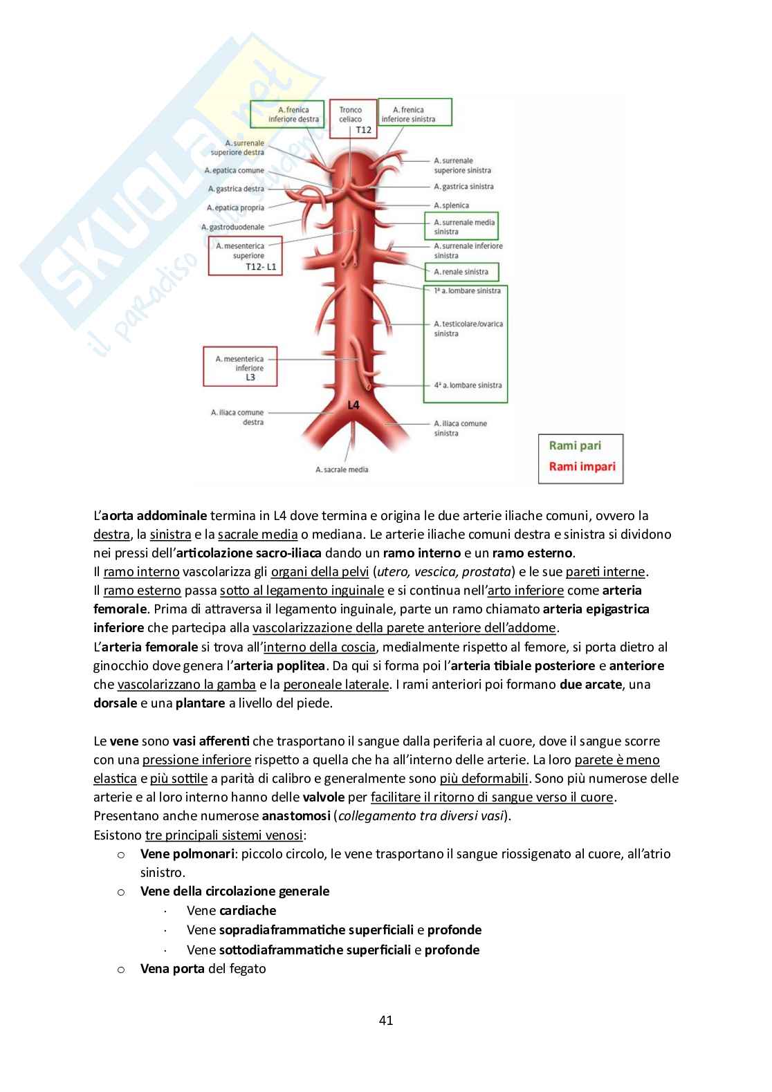 Elementi di Anatomia - Parte 1 Pag. 41