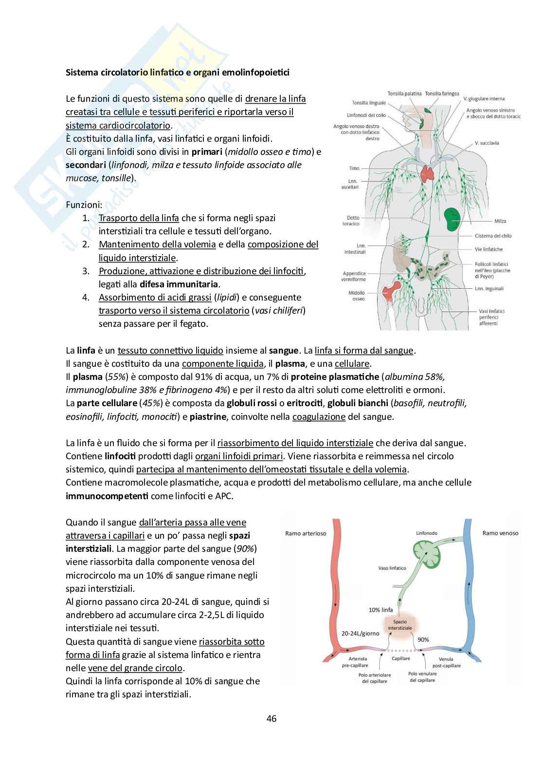 Elementi di Anatomia - Parte 1 Pag. 46