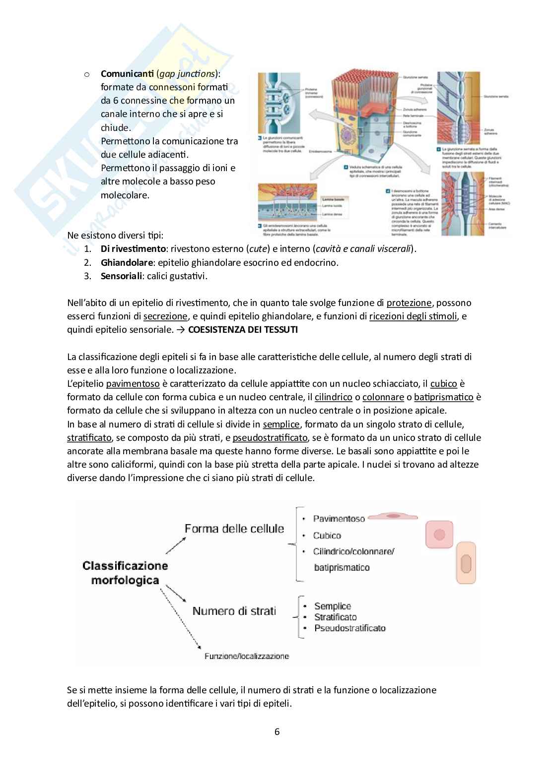 Elementi di Anatomia - Parte 1 Pag. 6