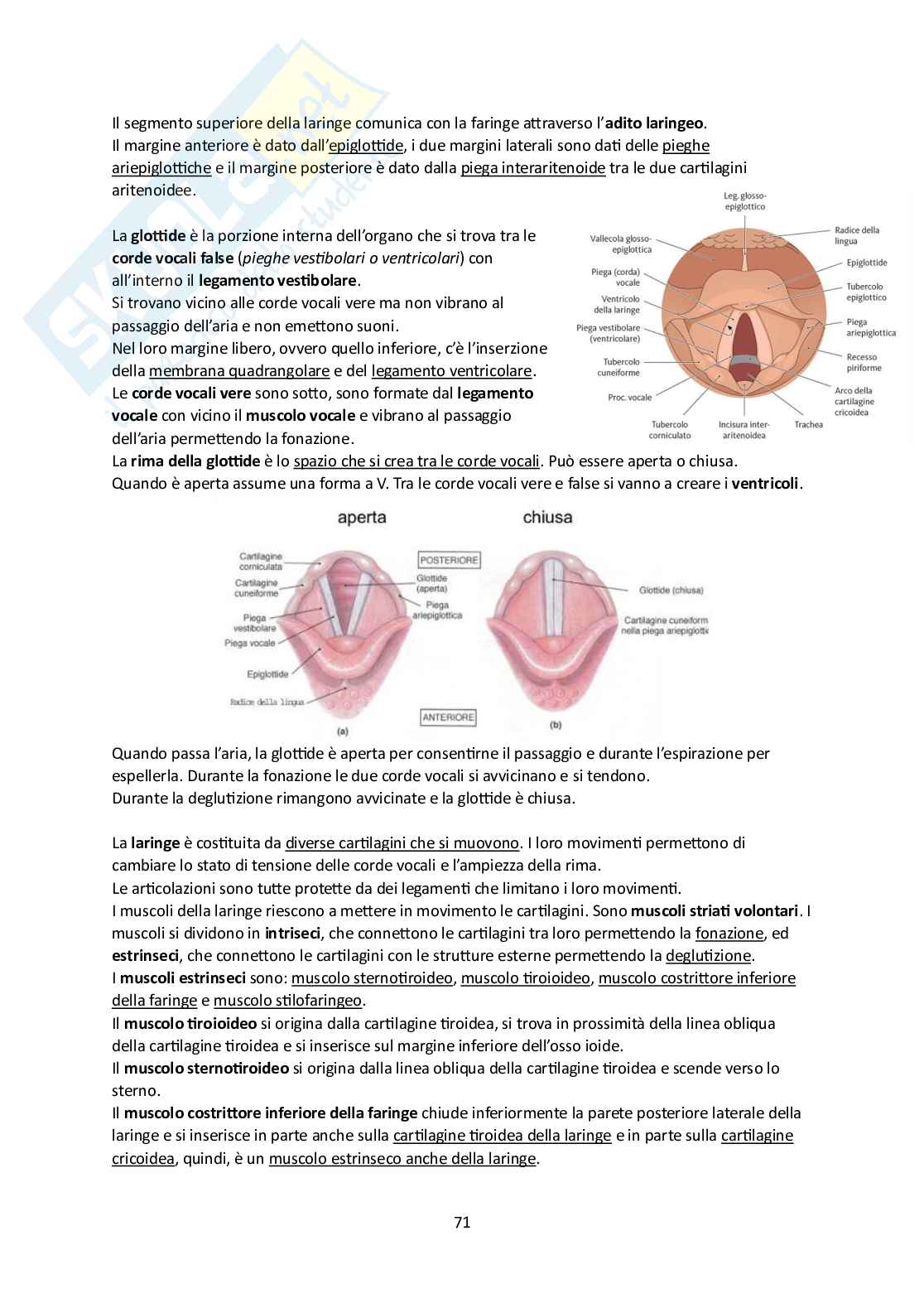 Elementi di Anatomia - Parte 1 Pag. 71