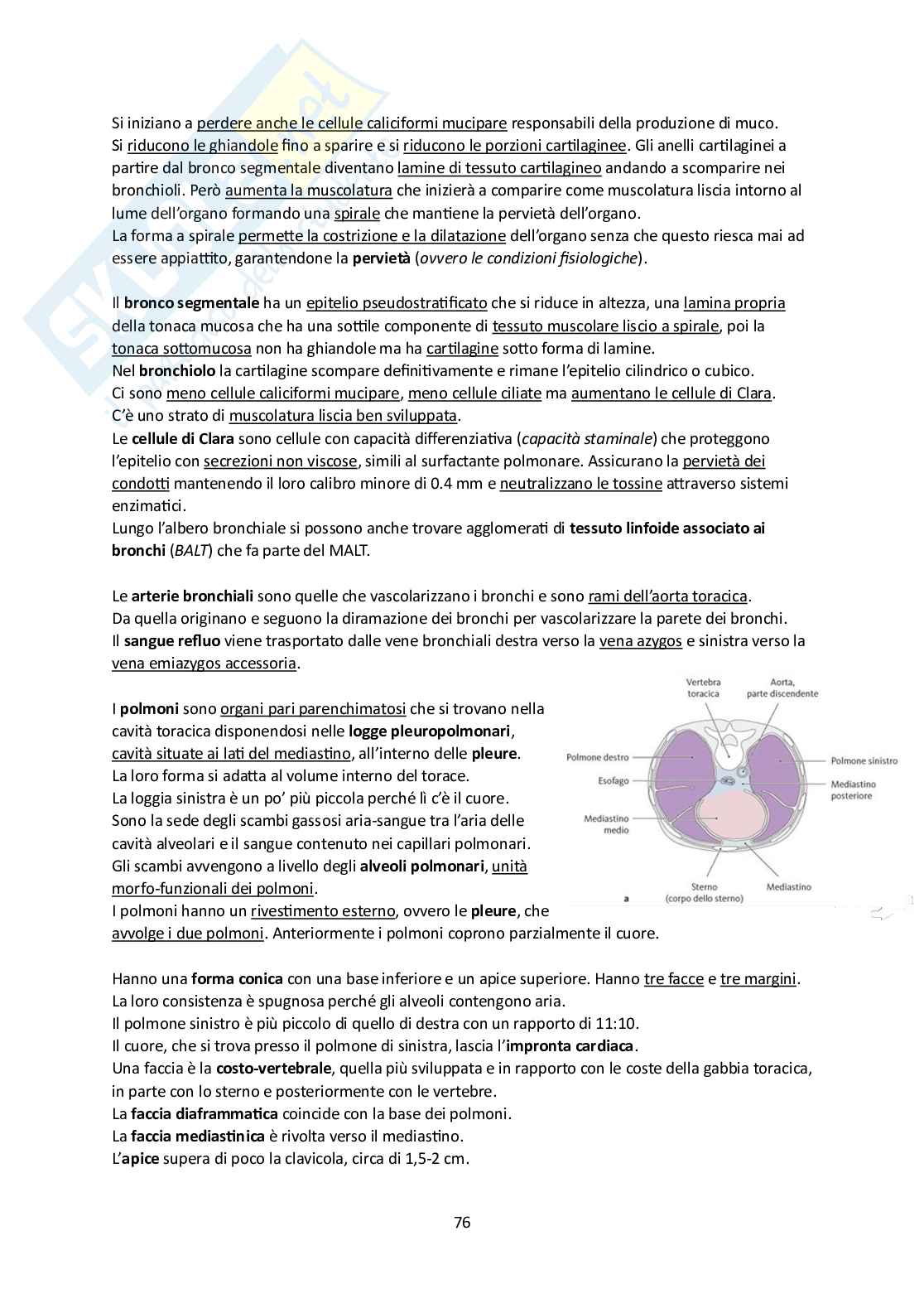 Elementi di Anatomia - Parte 1 Pag. 76