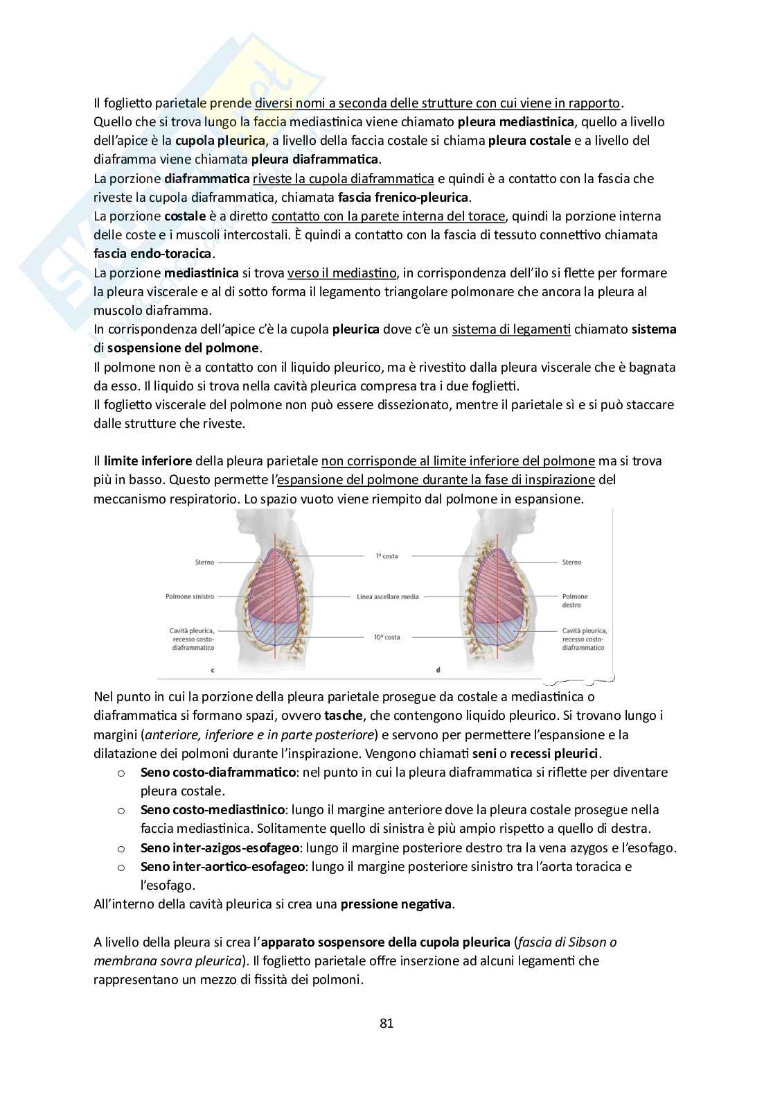 Elementi di Anatomia - Parte 1 Pag. 81