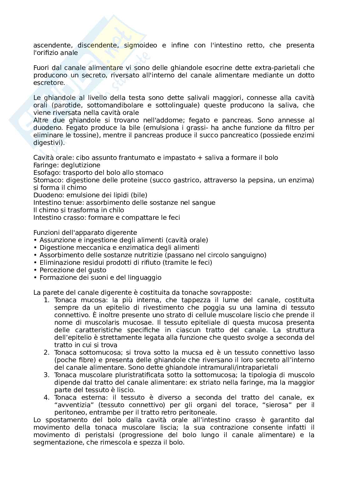 Anatomia umana per le professioni sanitarie Pag. 36