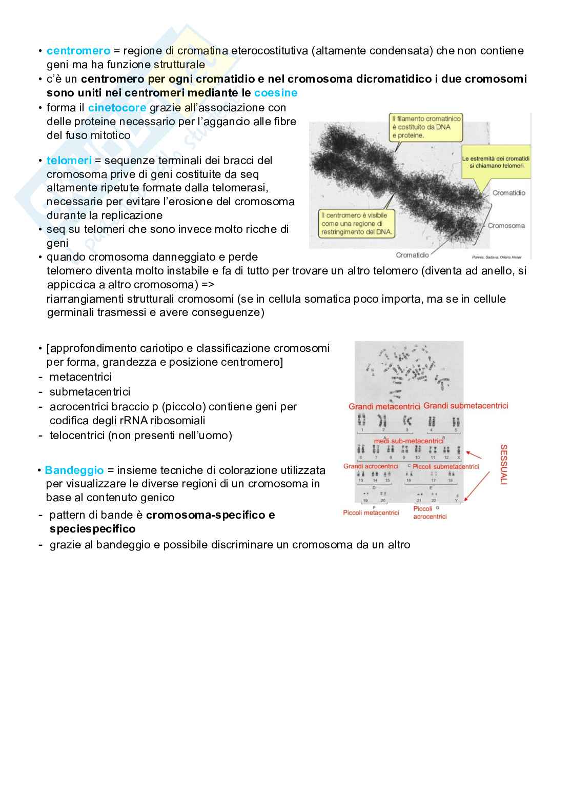 Appunti completi senza esercizi di Genetica generale e elementi di genetica umana Pag. 2