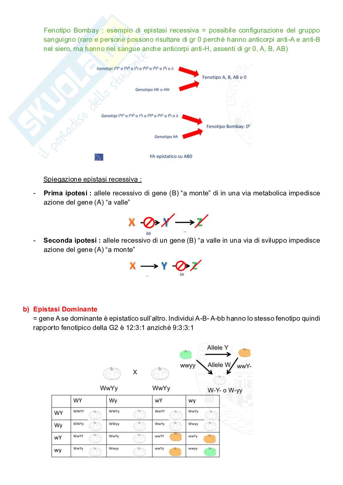 Appunti completi senza esercizi di Genetica generale e elementi di genetica umana Pag. 31