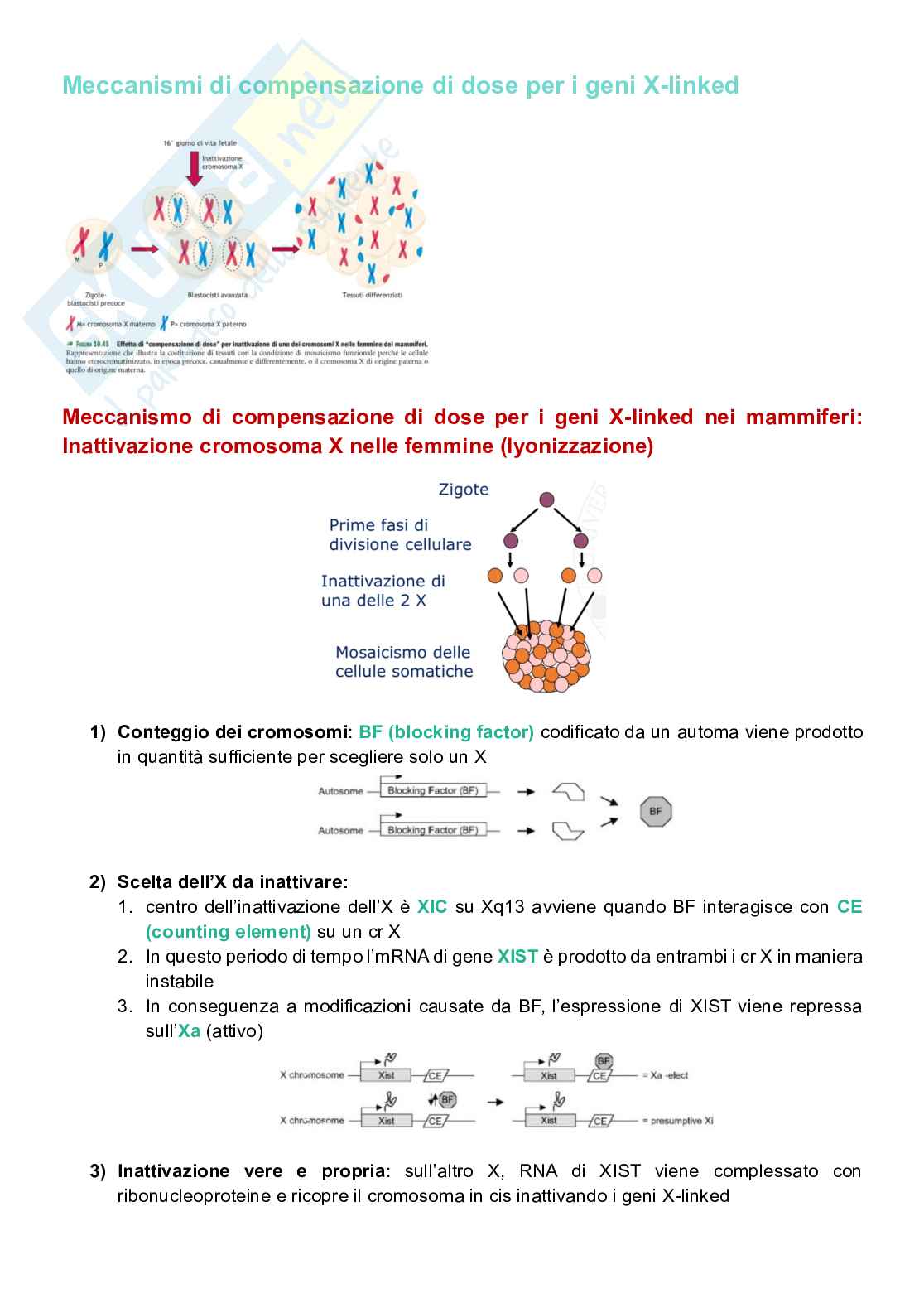 Appunti completi senza esercizi di Genetica generale e elementi di genetica umana Pag. 46