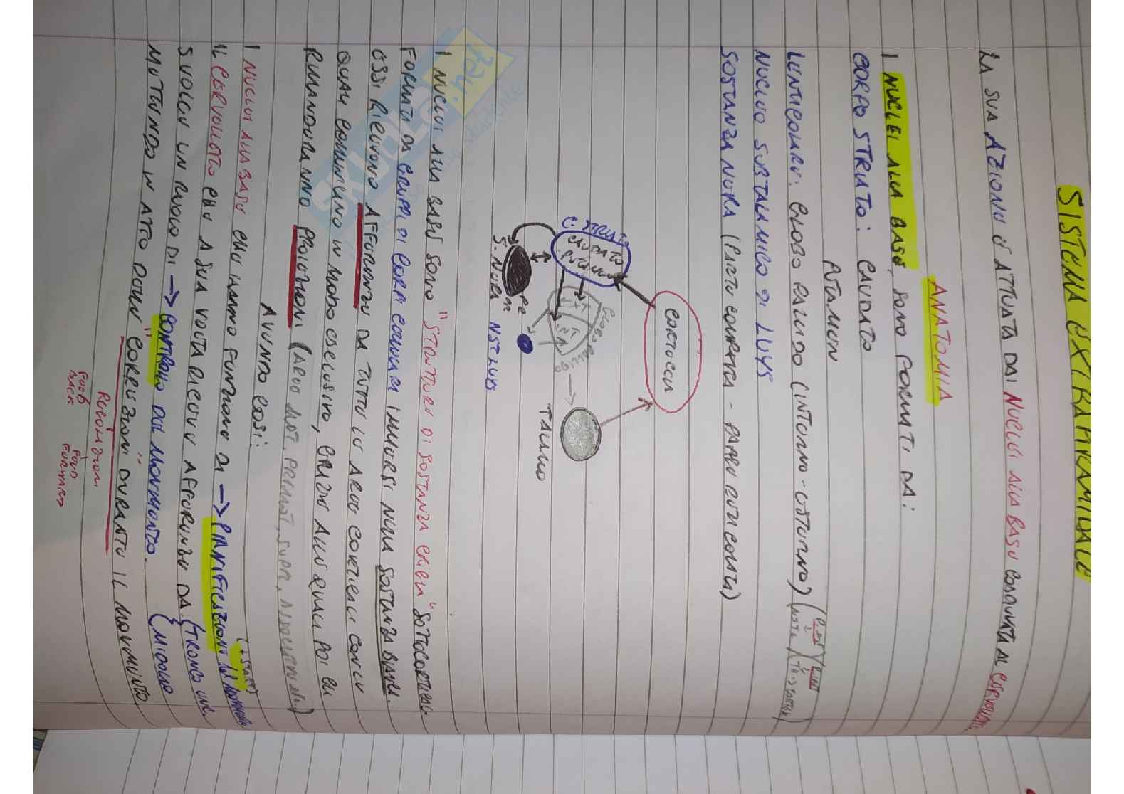 Appunti Neurologia sintetici e completi Pag. 36