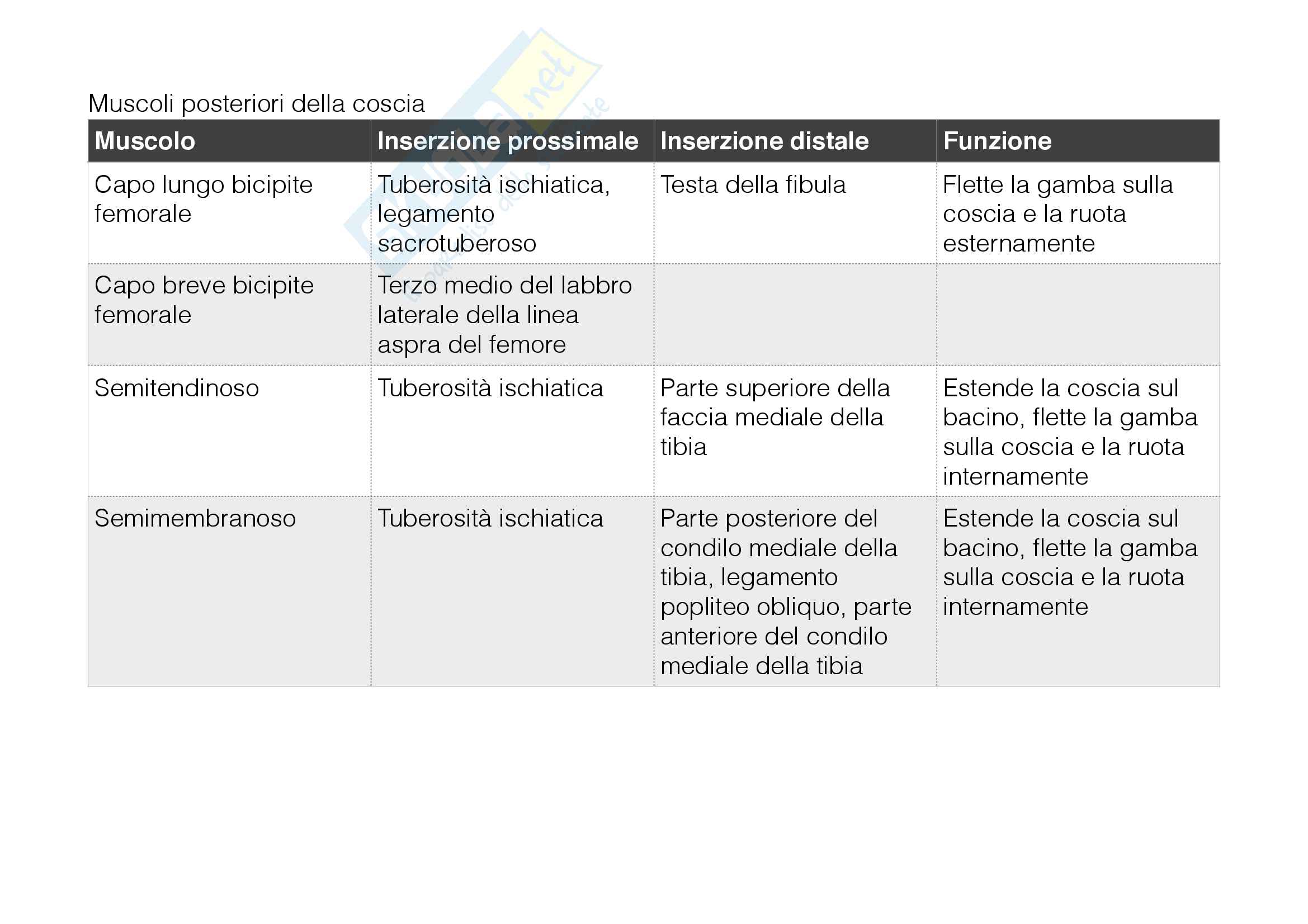 Muscoli della gamba Pag. 6