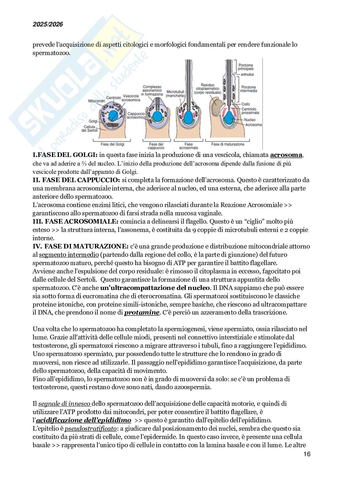 Basi molecolari dello sviluppo embrionale e della medicina rigenerativa Pag. 16