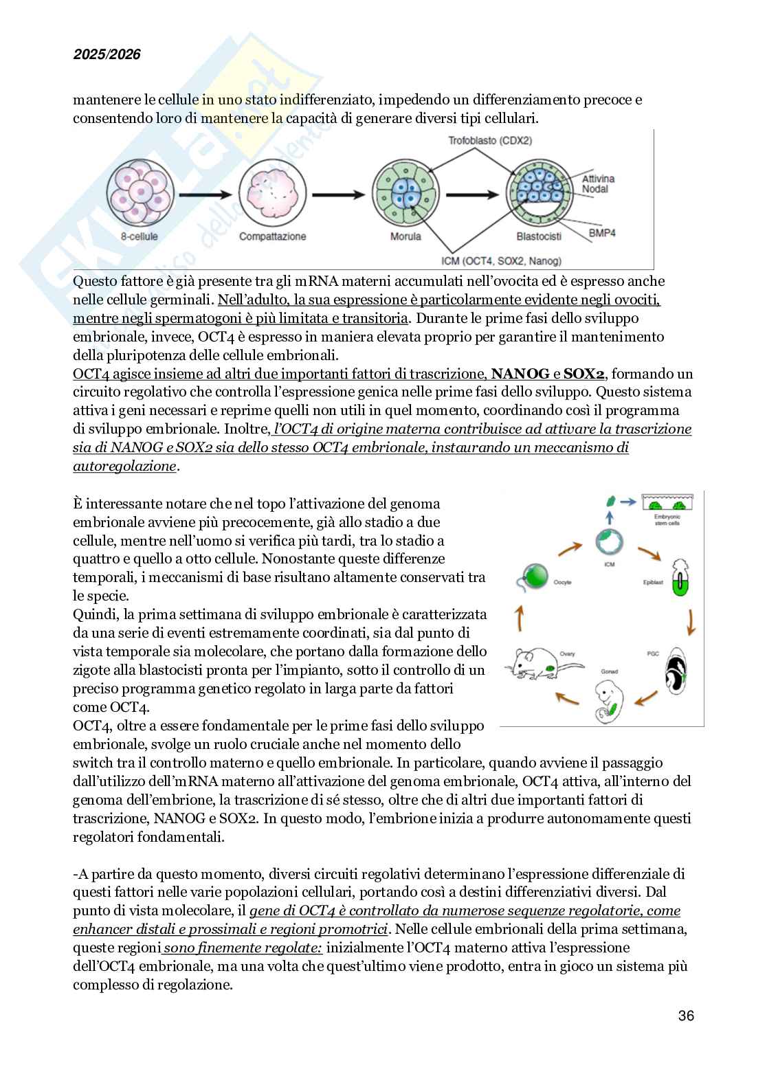 Basi molecolari dello sviluppo embrionale e della medicina rigenerativa Pag. 36