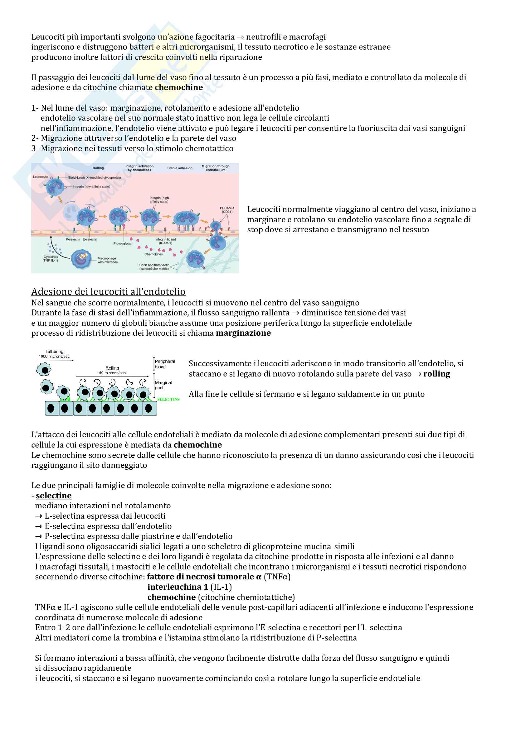 Patologia generale Pag. 31