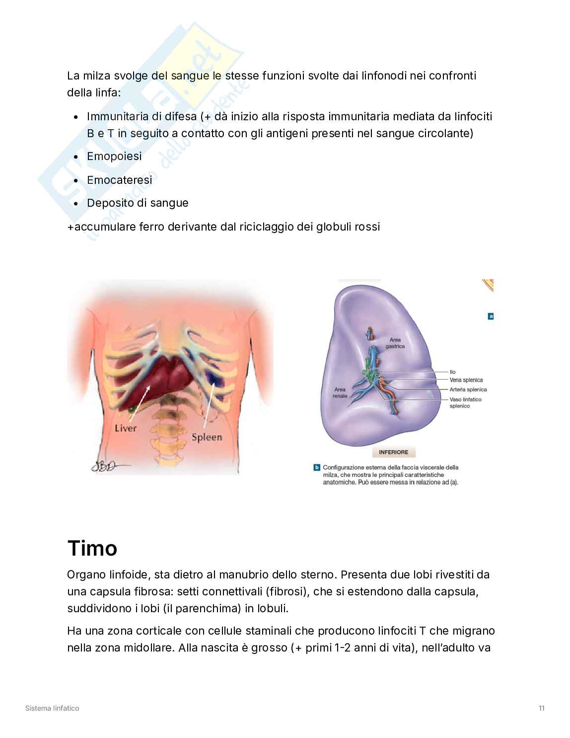 Sistema linfatico Pag. 11