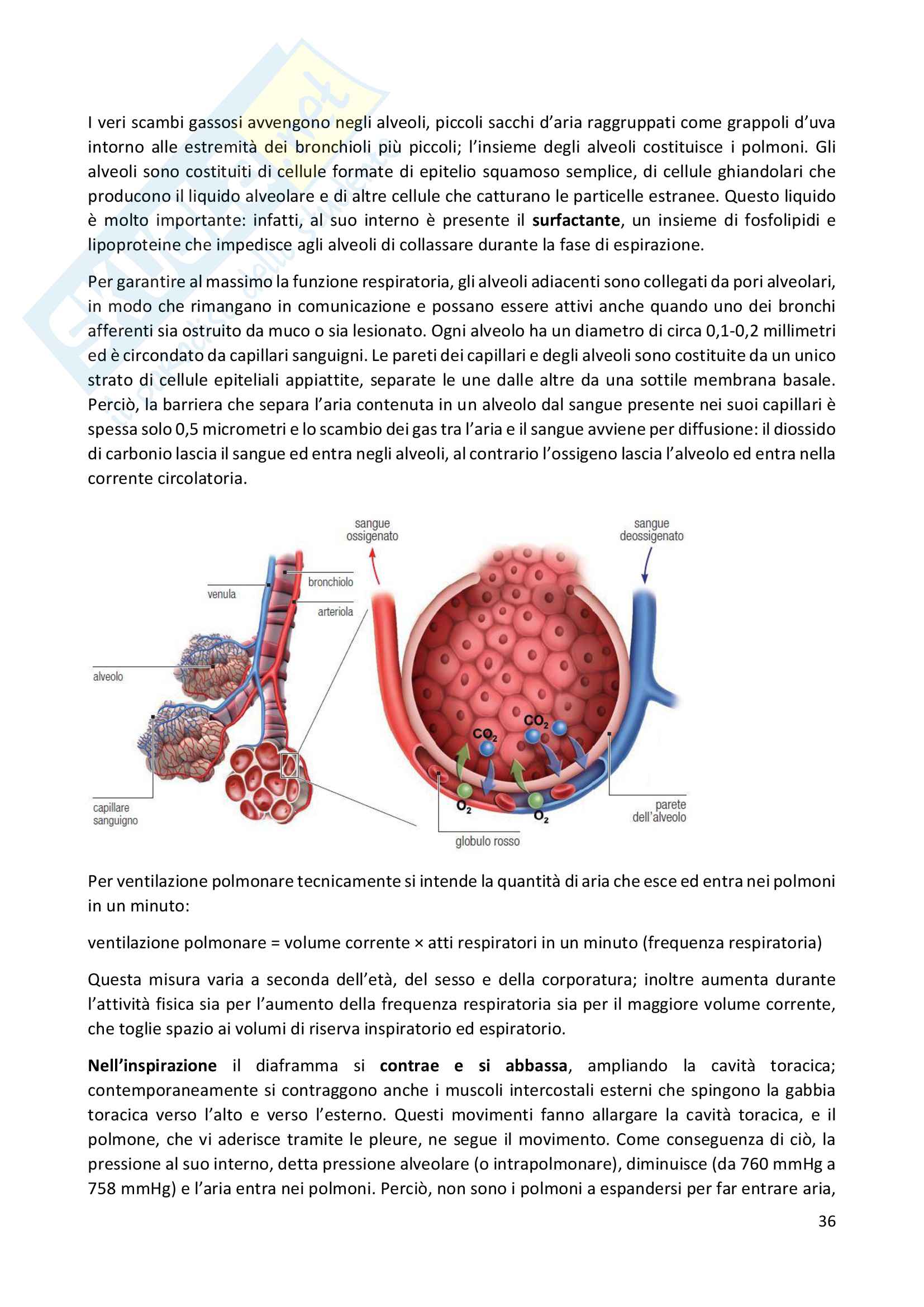Teoria di Biologia per i test di ammissione di Medicina ...