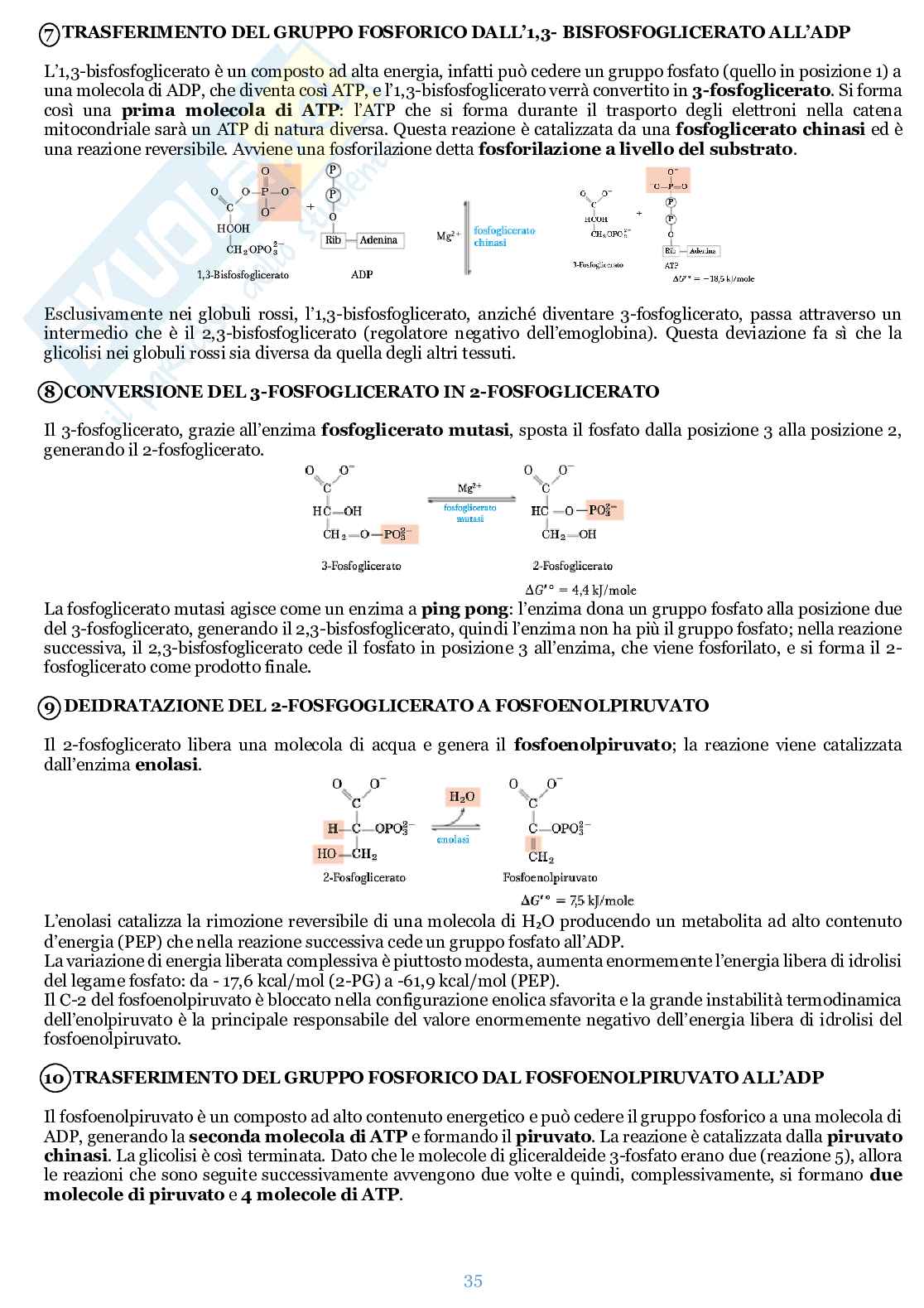 Appunti di Biochimica  Pag. 36