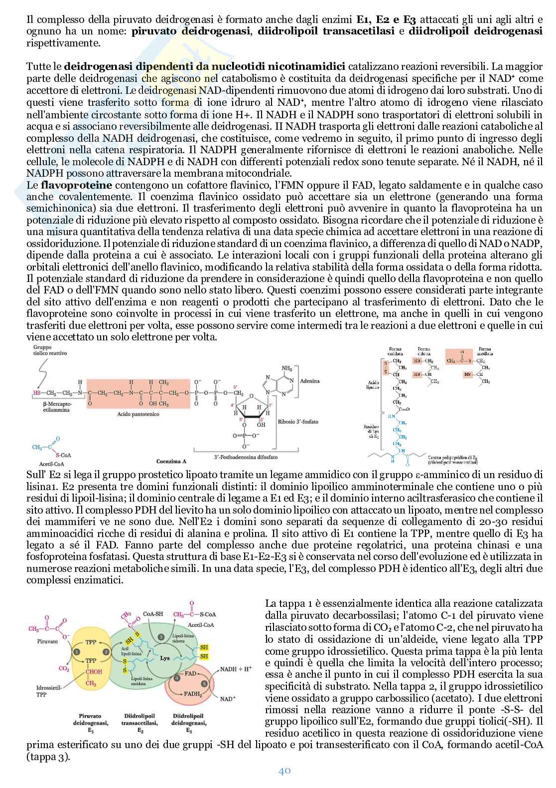 Appunti di Biochimica  Pag. 41