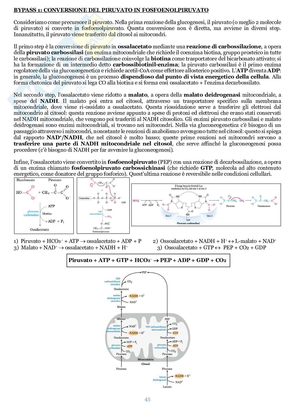 Appunti di Biochimica  Pag. 46