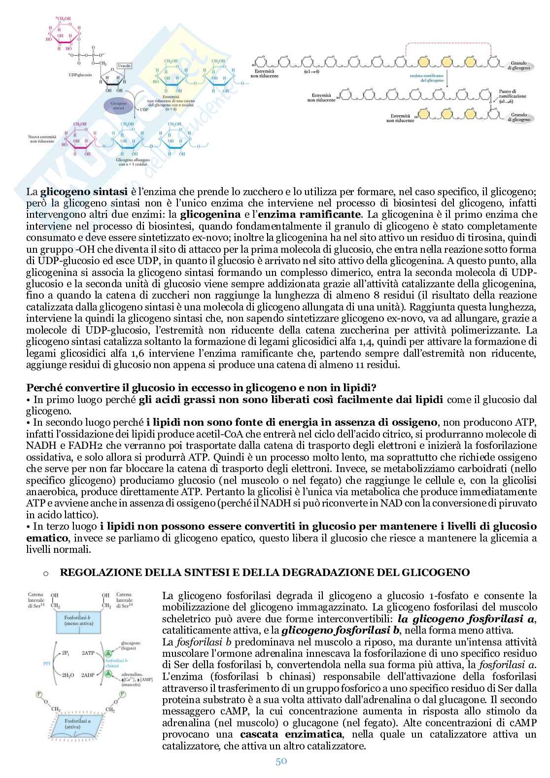 Appunti di Biochimica  Pag. 51