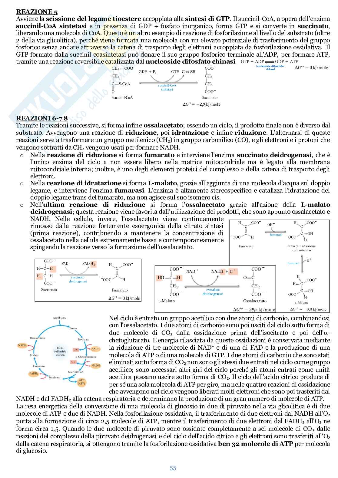 Appunti di Biochimica  Pag. 56