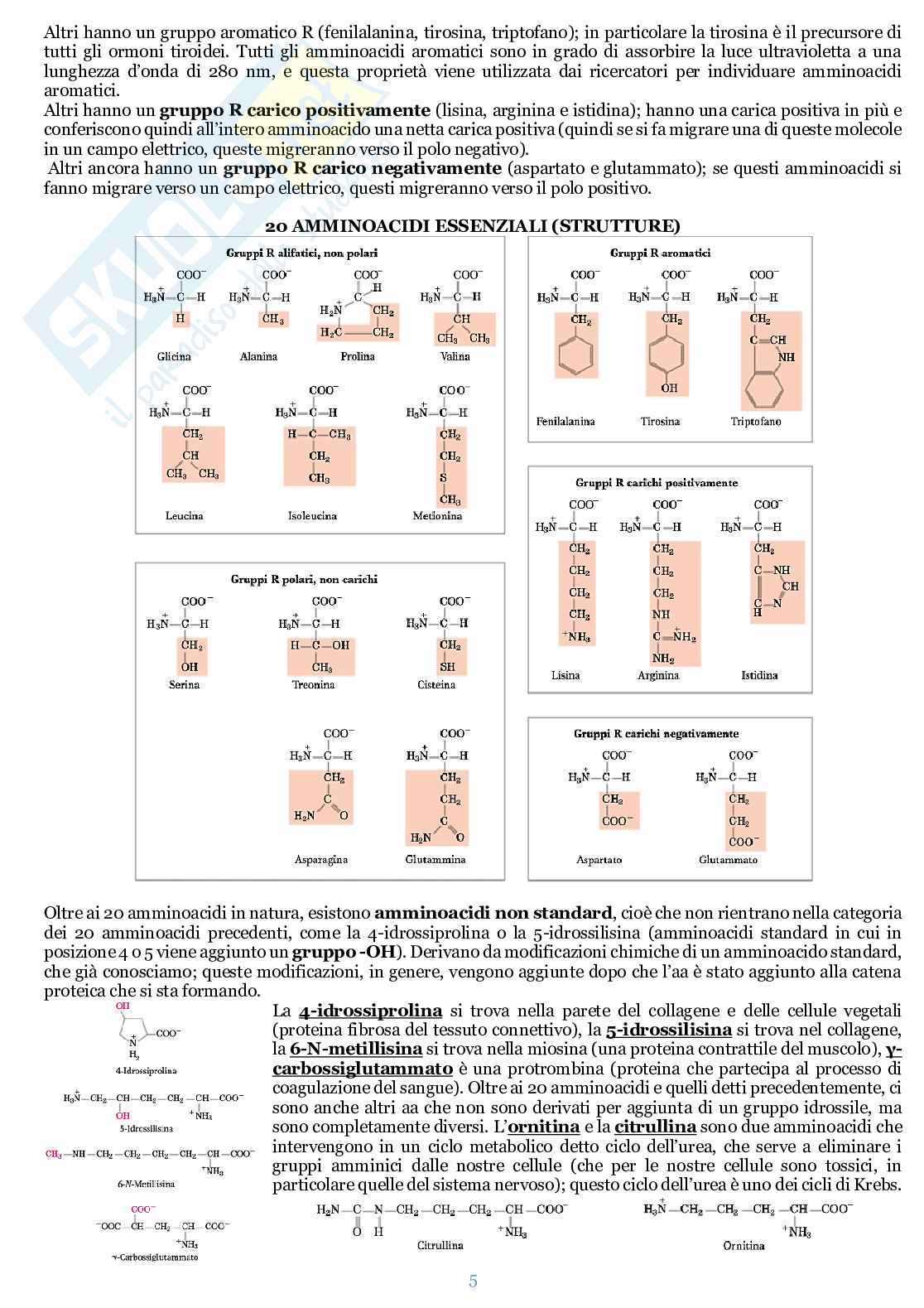 Appunti di Biochimica  Pag. 6