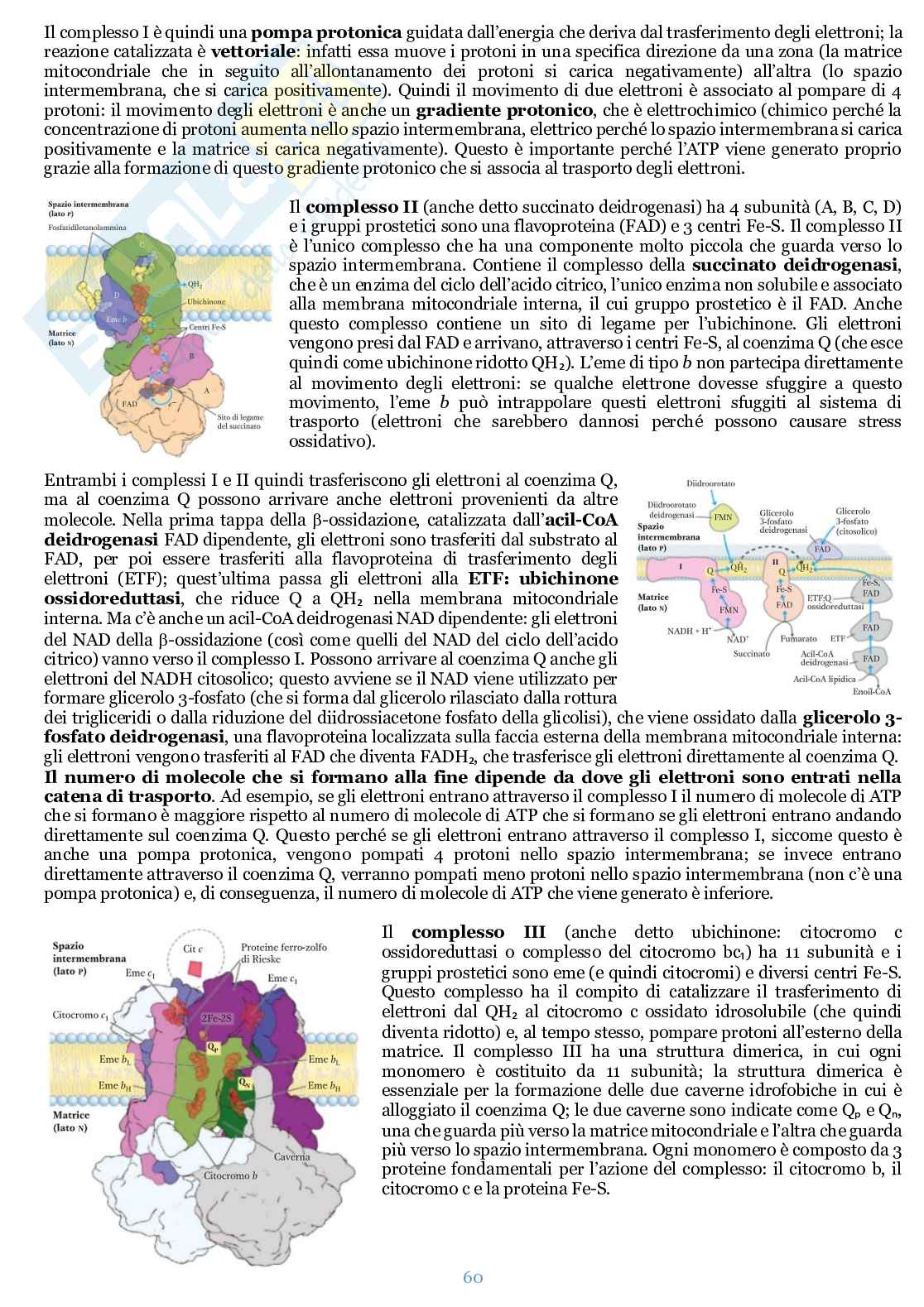 Appunti di Biochimica  Pag. 61