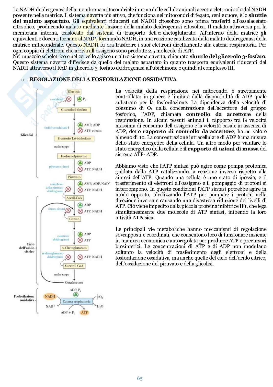 Appunti di Biochimica  Pag. 66