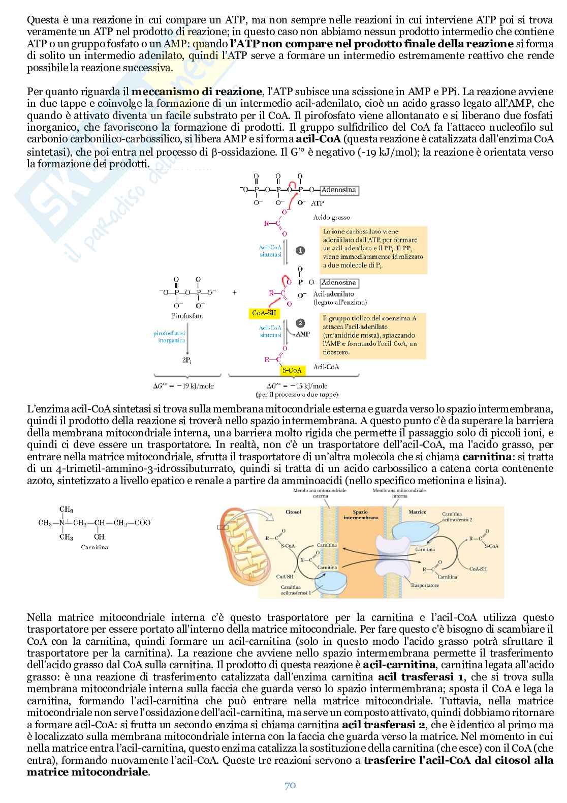 Appunti di Biochimica  Pag. 71