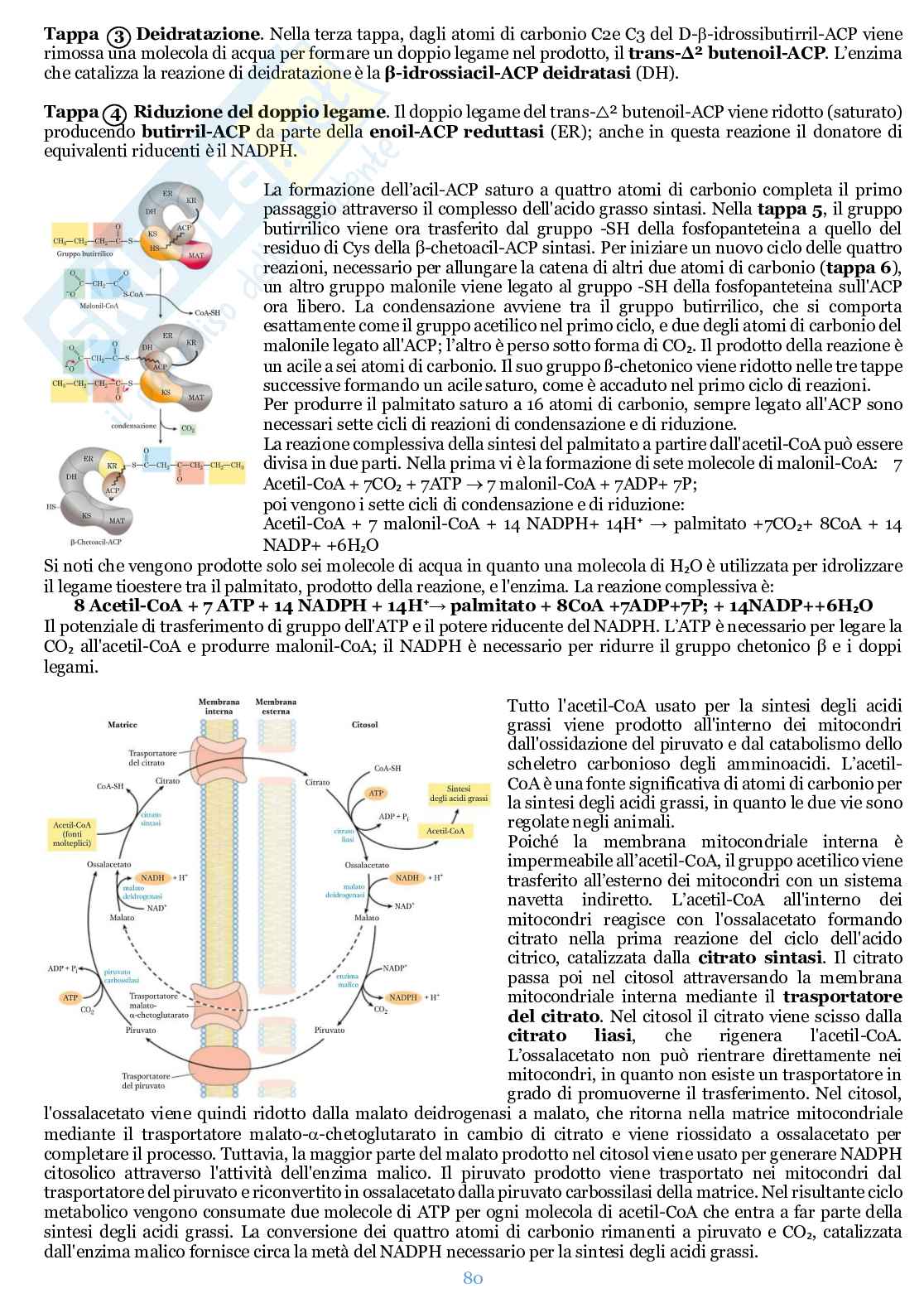 Appunti di Biochimica  Pag. 81