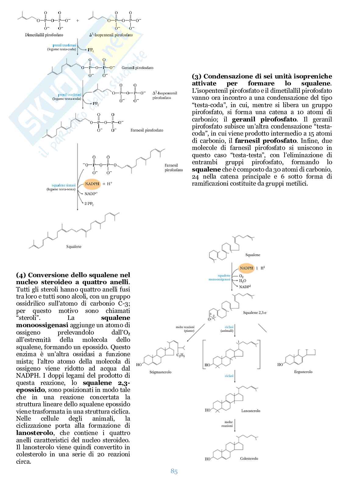 Appunti di Biochimica  Pag. 86
