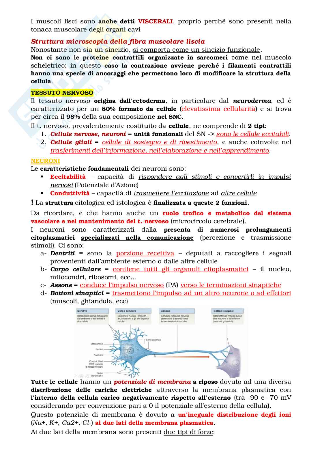 Istologia, i 4 tipi di tessuto Pag. 16