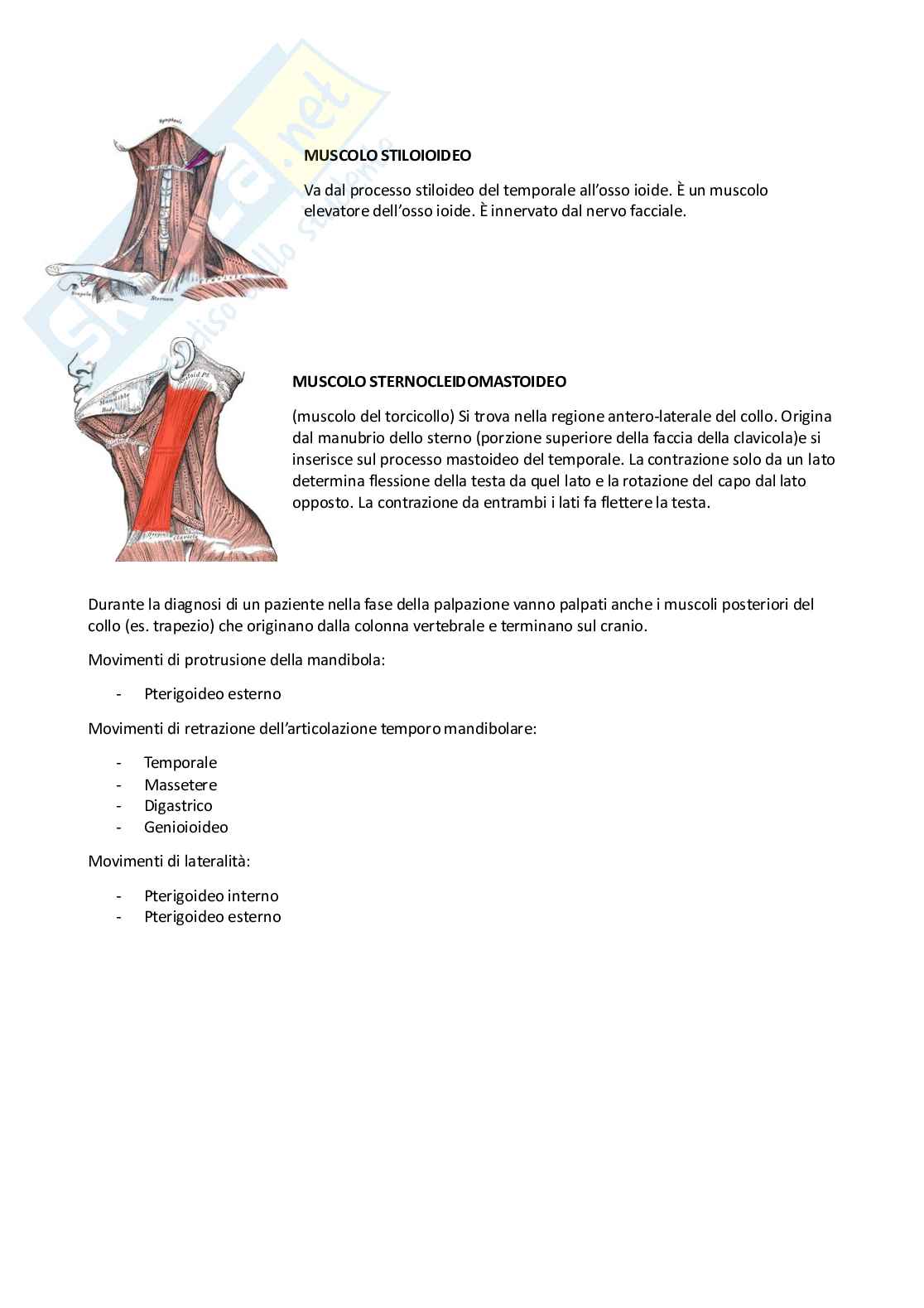 Anatomia dell'apparato stomatognatico  Pag. 11