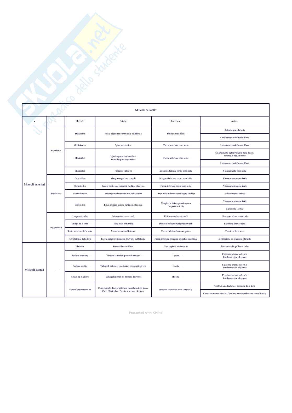 Mappe concettuali complete apparato locomotore Pag. 11