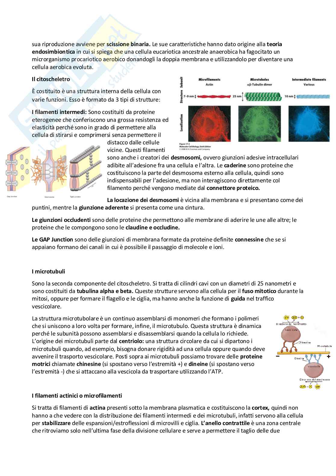 Appunti Biologia animale  Pag. 21