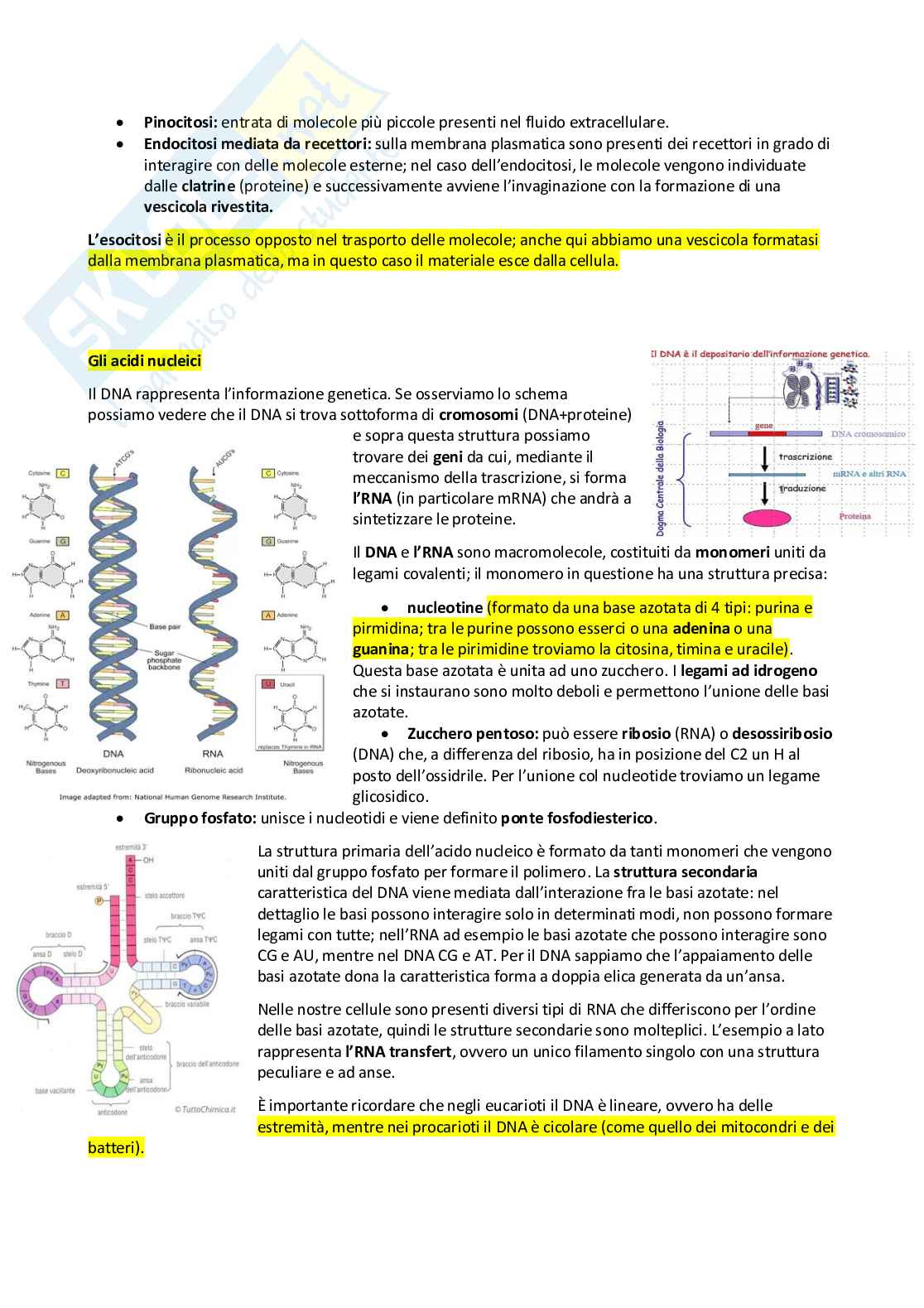 Appunti Biologia animale  Pag. 6
