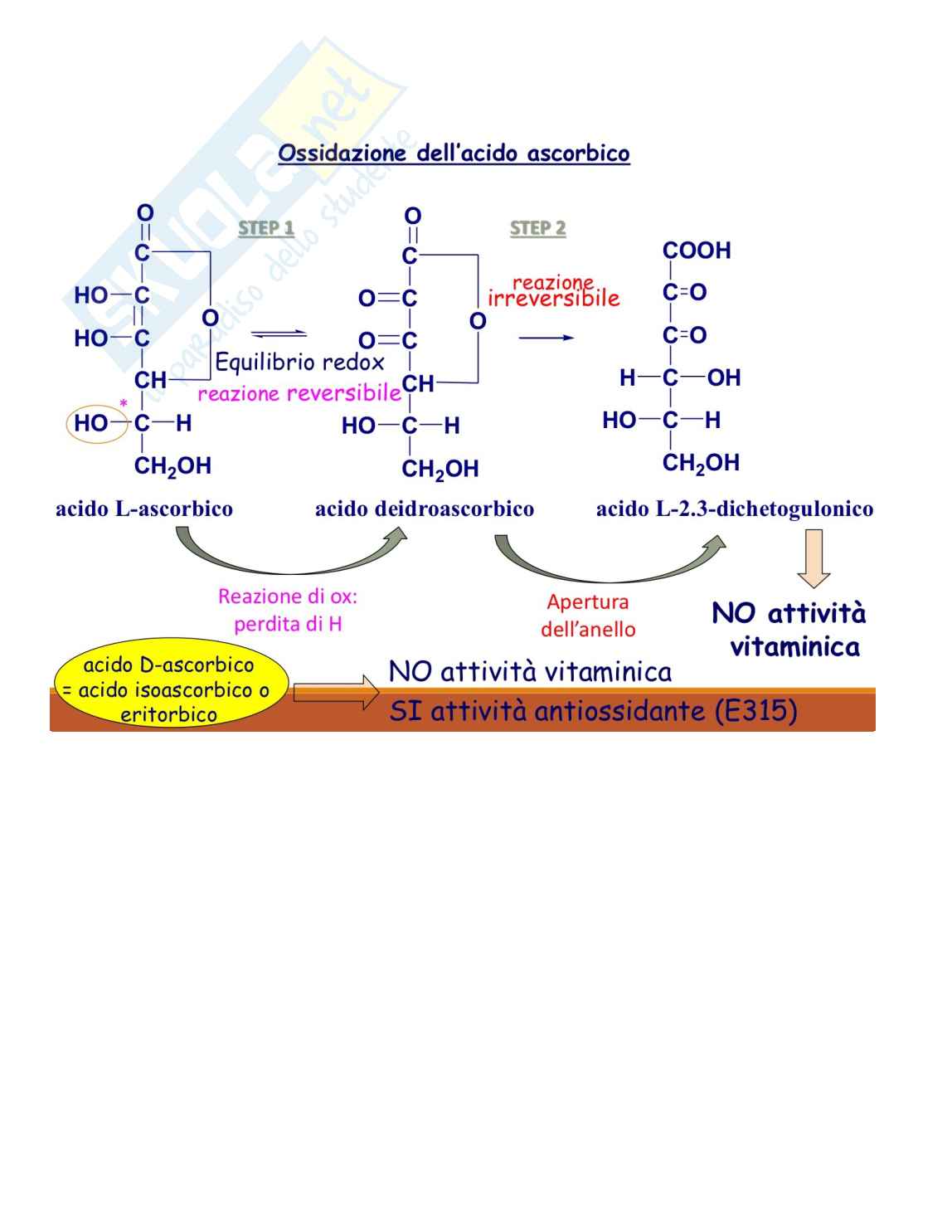 Appunti Fisiologia Pag. 16