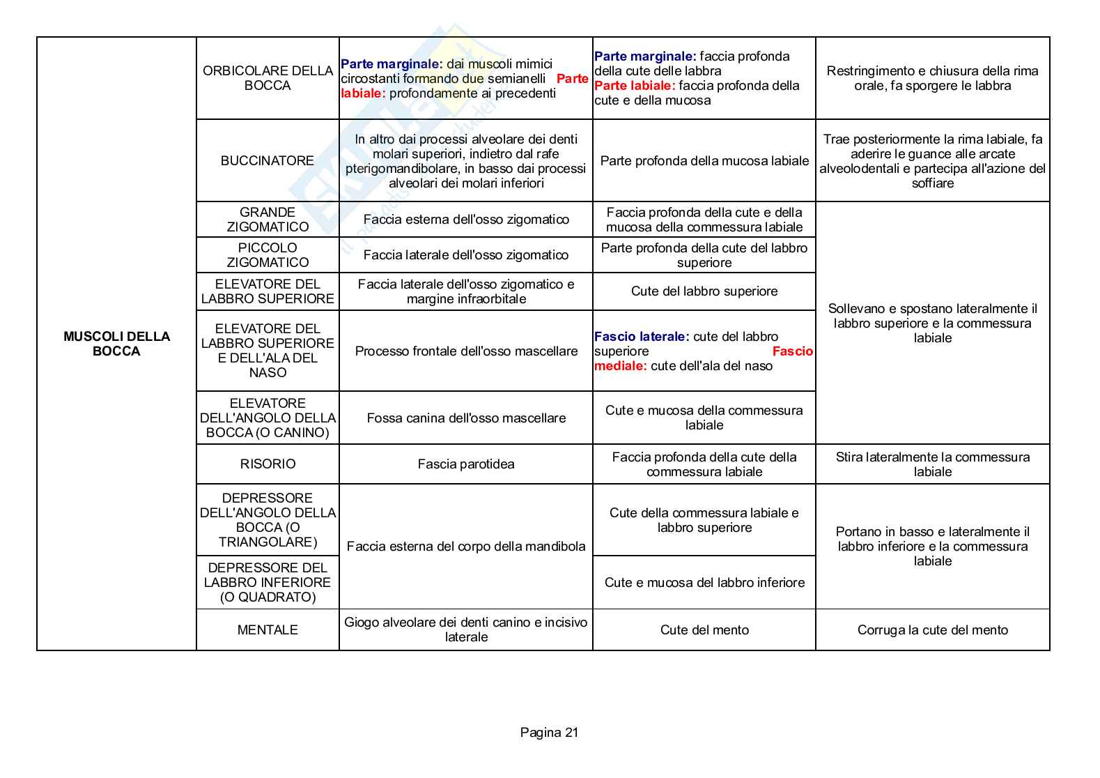 Muscoli Pag. 21
