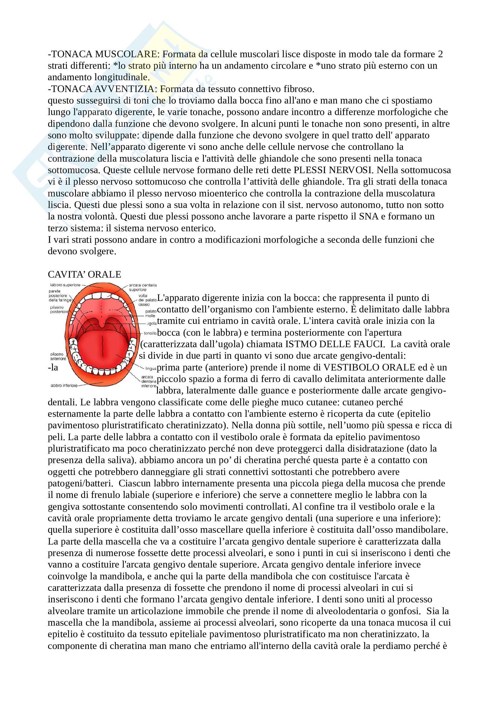 Anatomia 2 Pag. 31