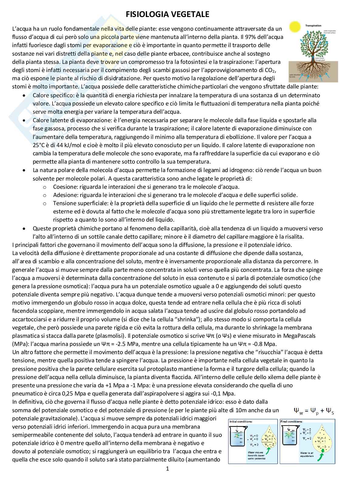Fisiologia vegetale - Appunti completi delle lezioni Pag. 1