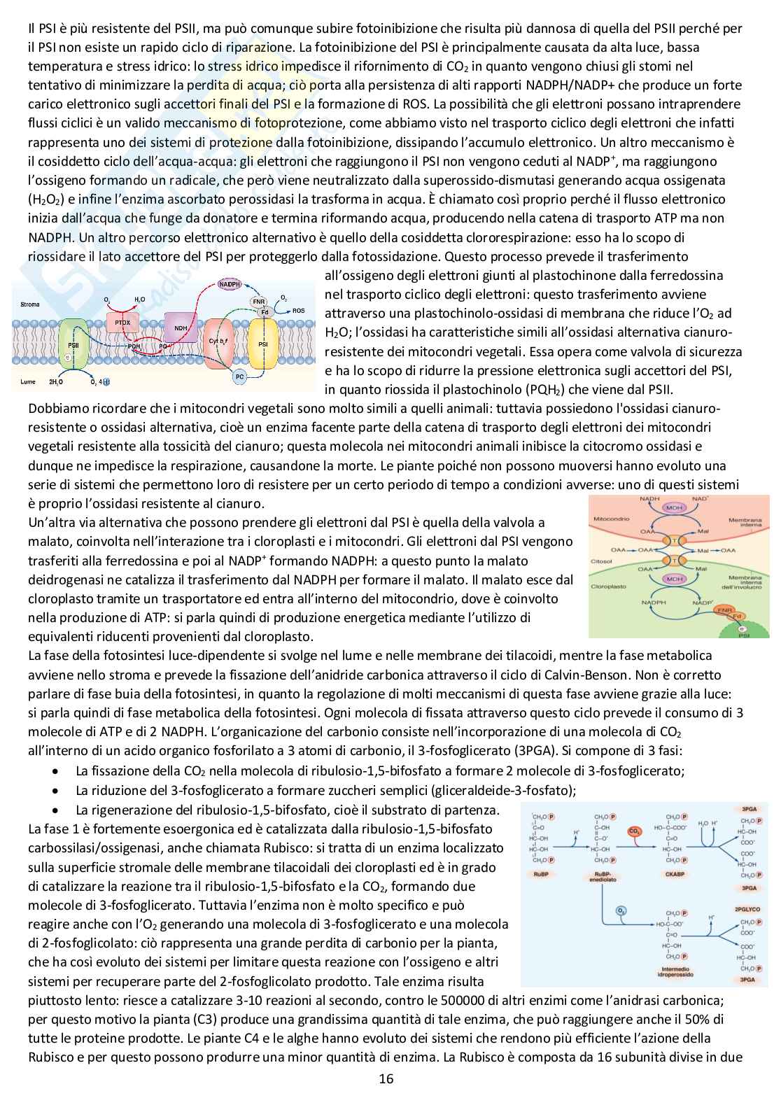 Fisiologia vegetale - Appunti completi delle lezioni Pag. 16