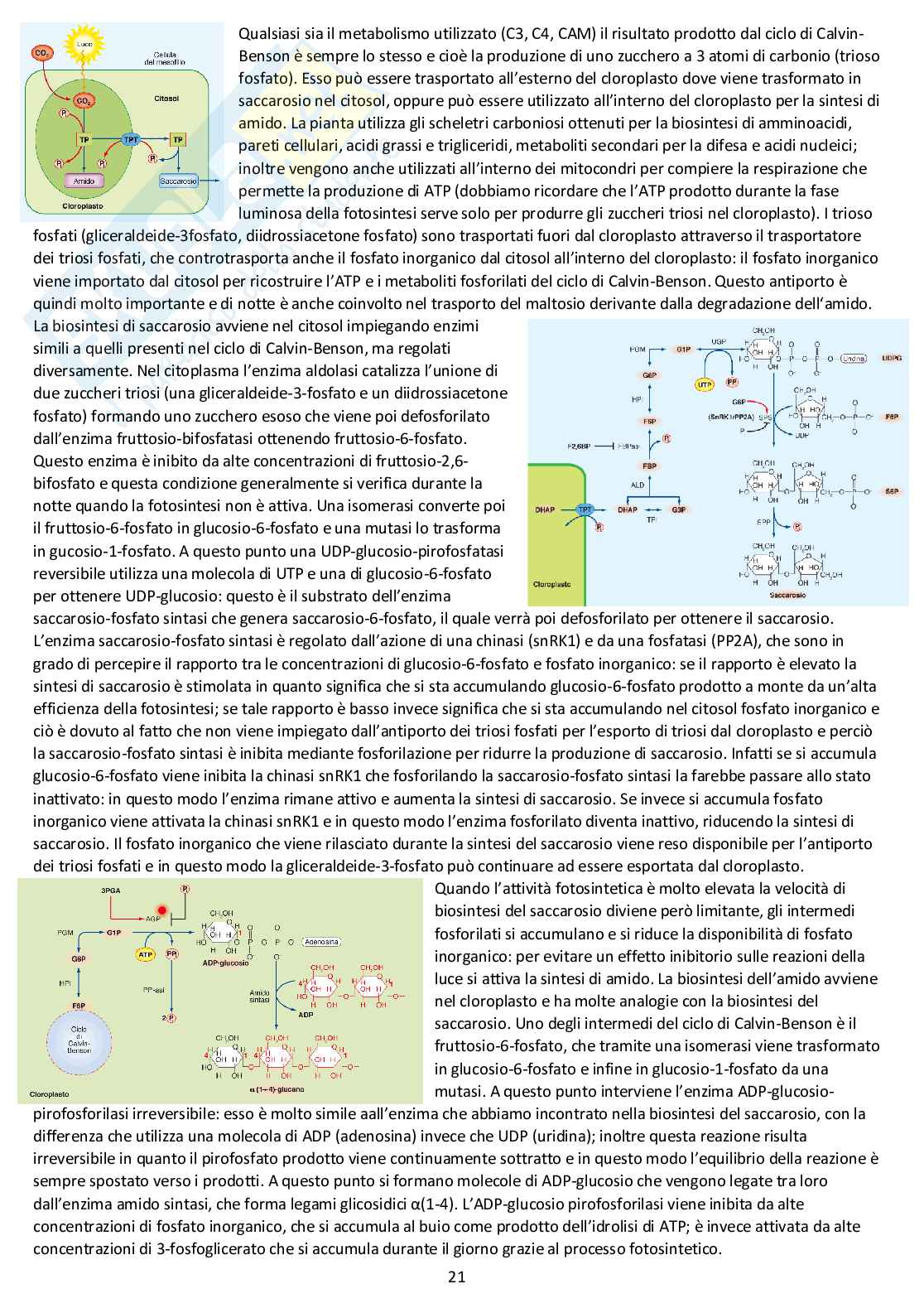 Fisiologia vegetale - Appunti completi delle lezioni Pag. 21