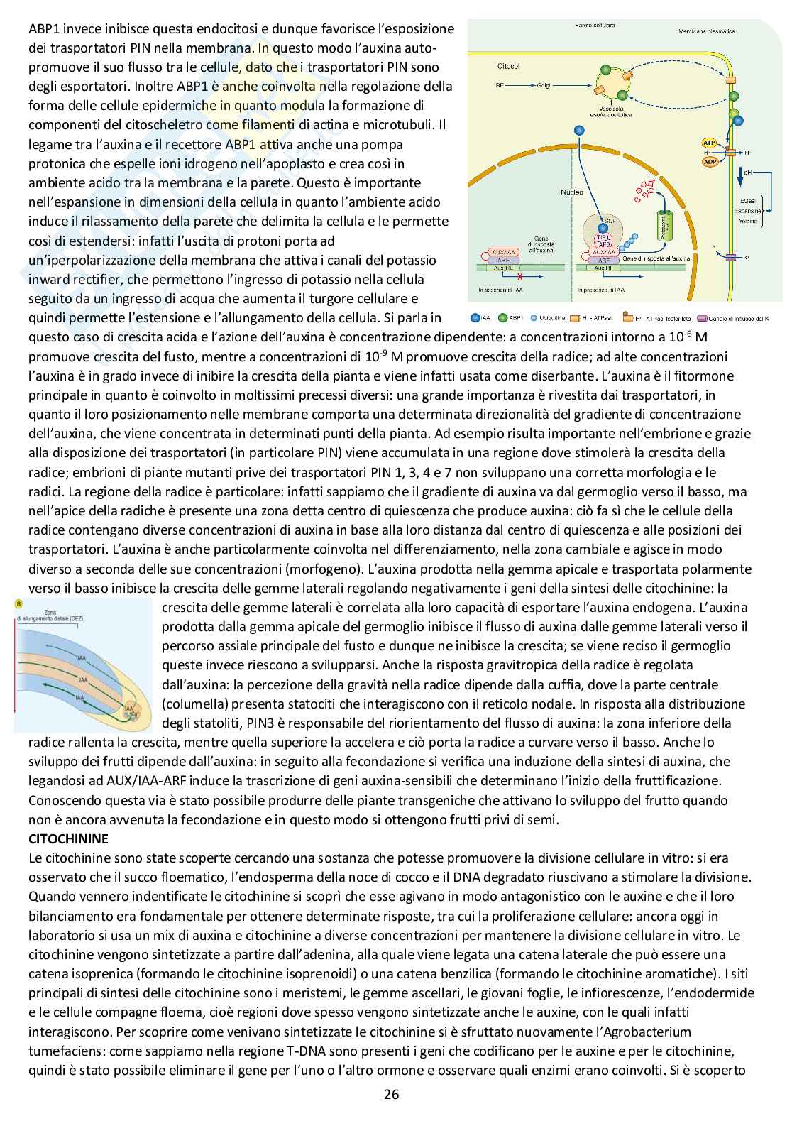 Fisiologia vegetale - Appunti completi delle lezioni Pag. 26