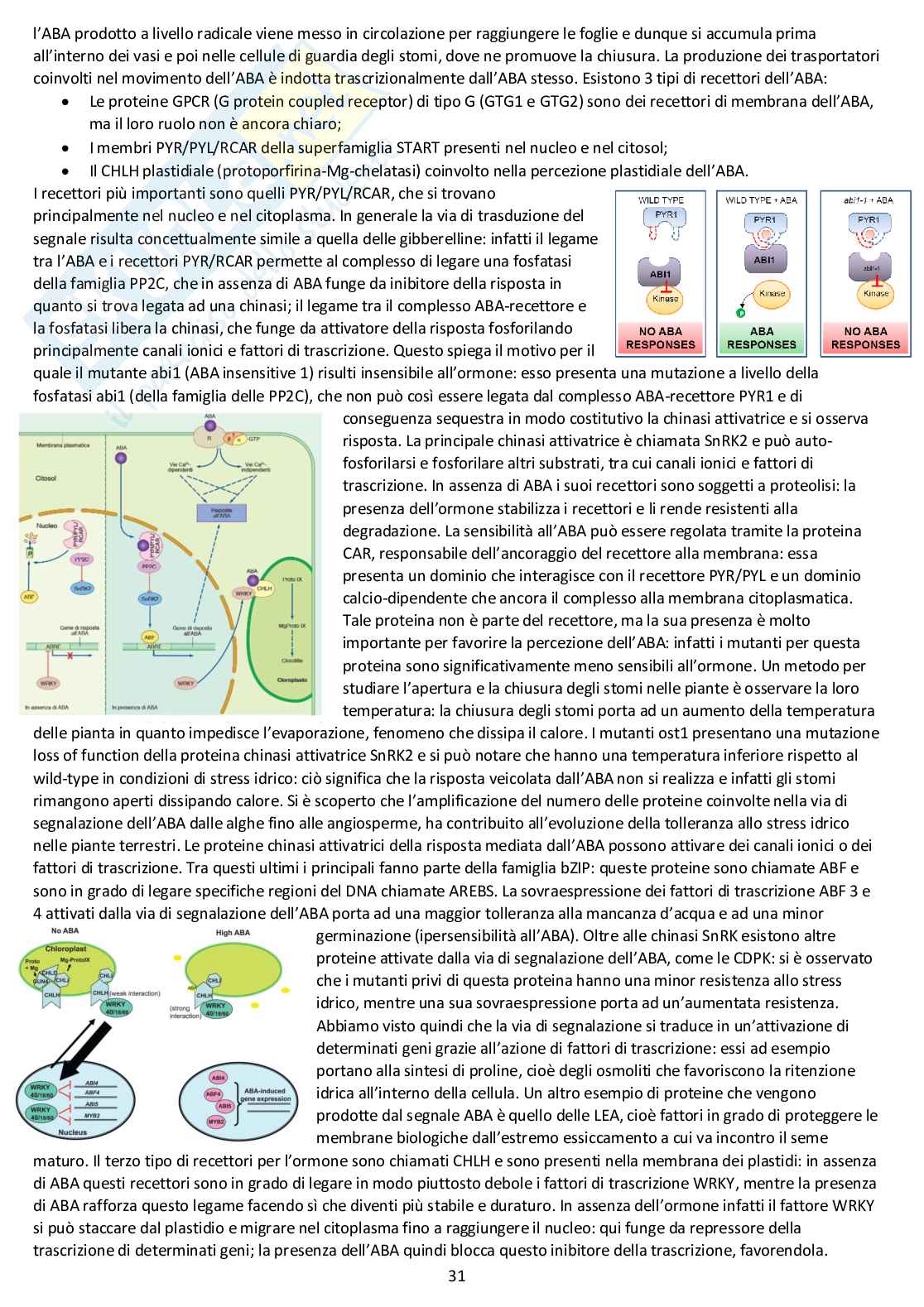 Fisiologia vegetale - Appunti completi delle lezioni Pag. 31