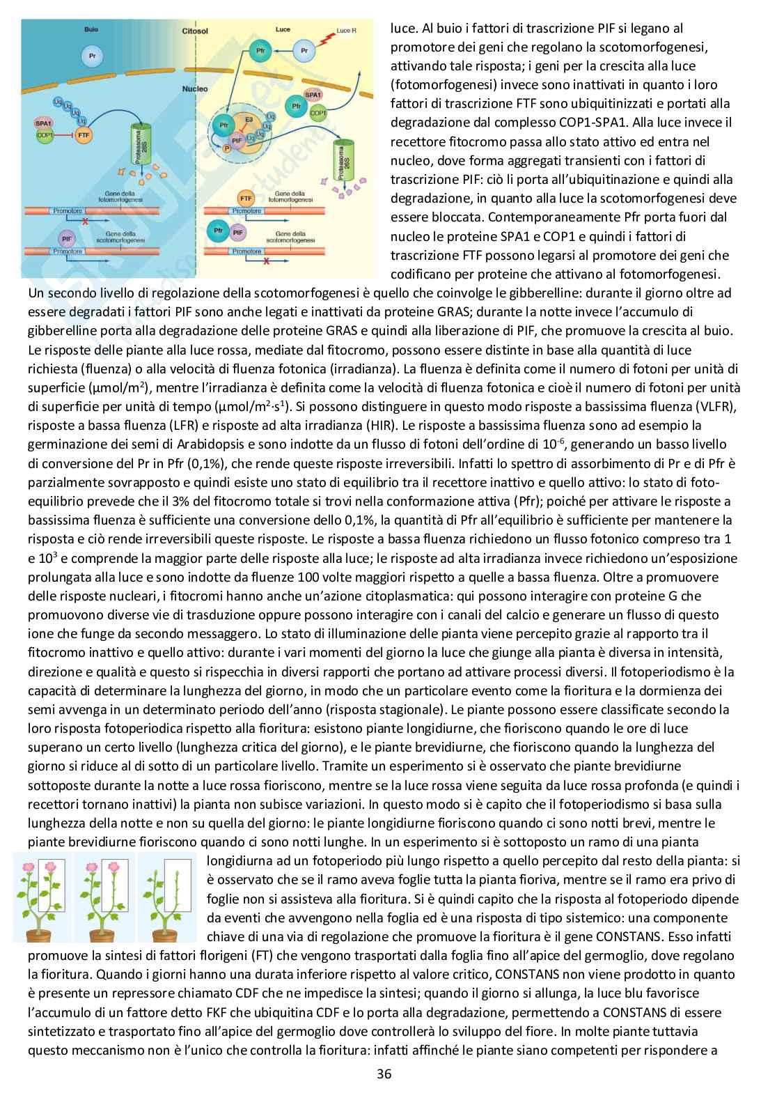 Fisiologia vegetale - Appunti completi delle lezioni Pag. 36